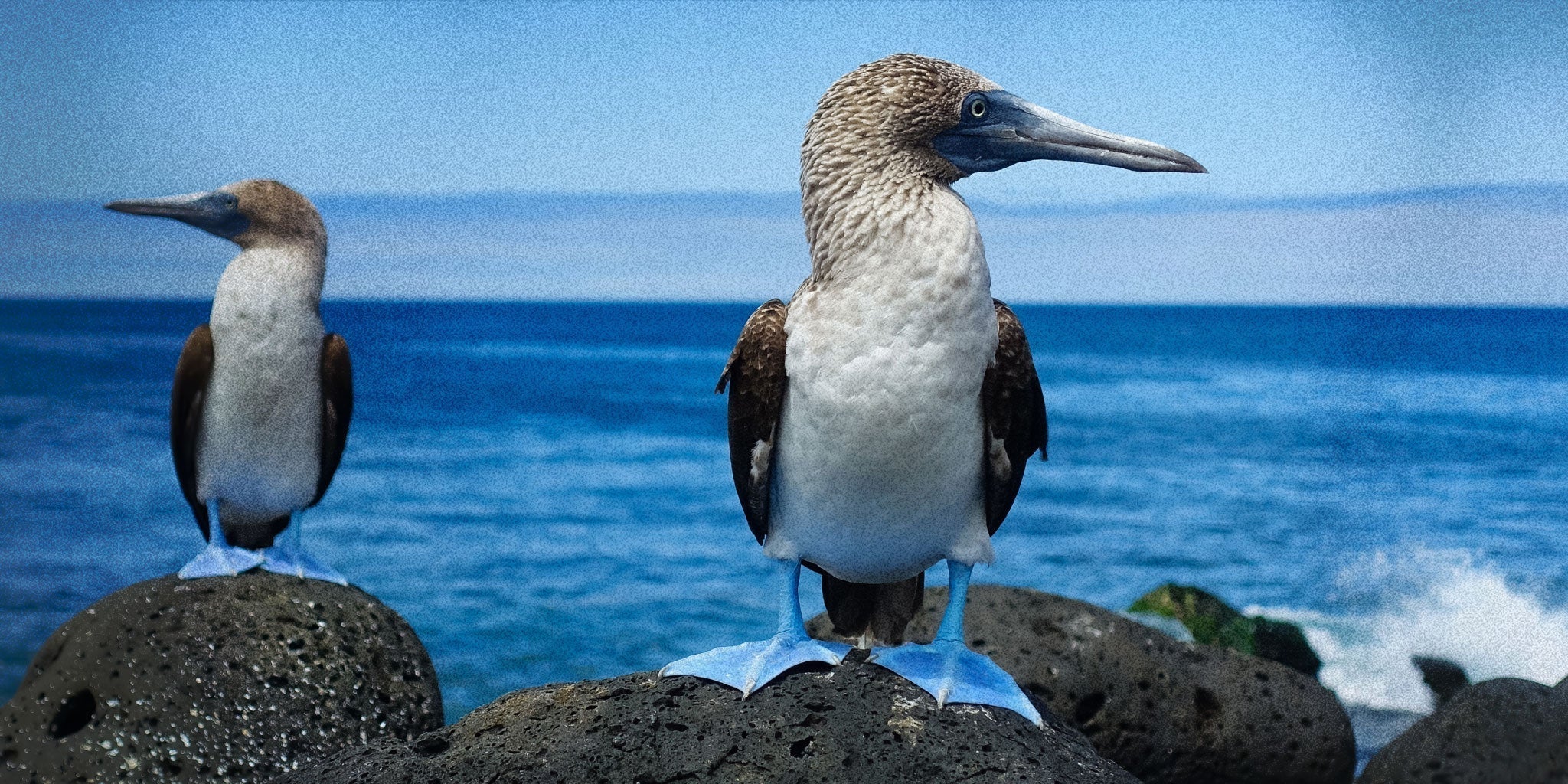 The Naturalist Guide to the Blue-Footed Booby