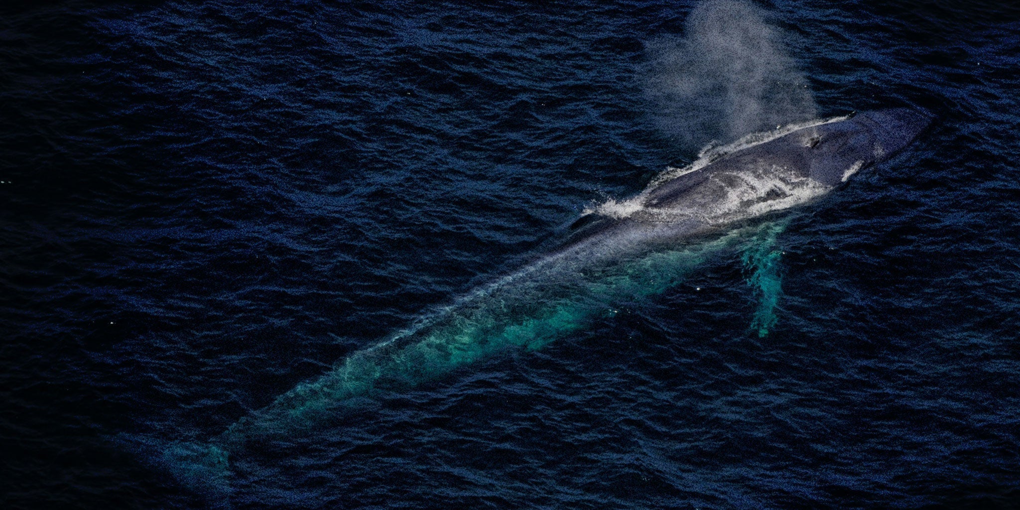 The Naturalist Guide to the Blue Whale
