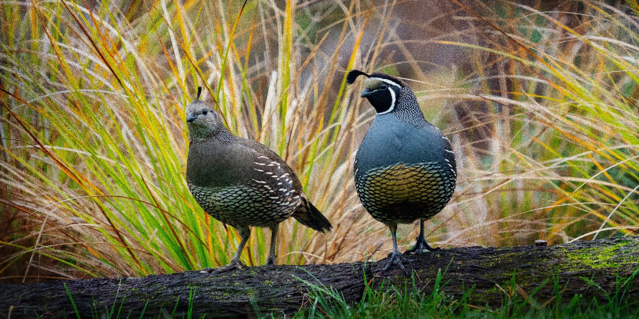 The Naturalist Guide to the California Quail