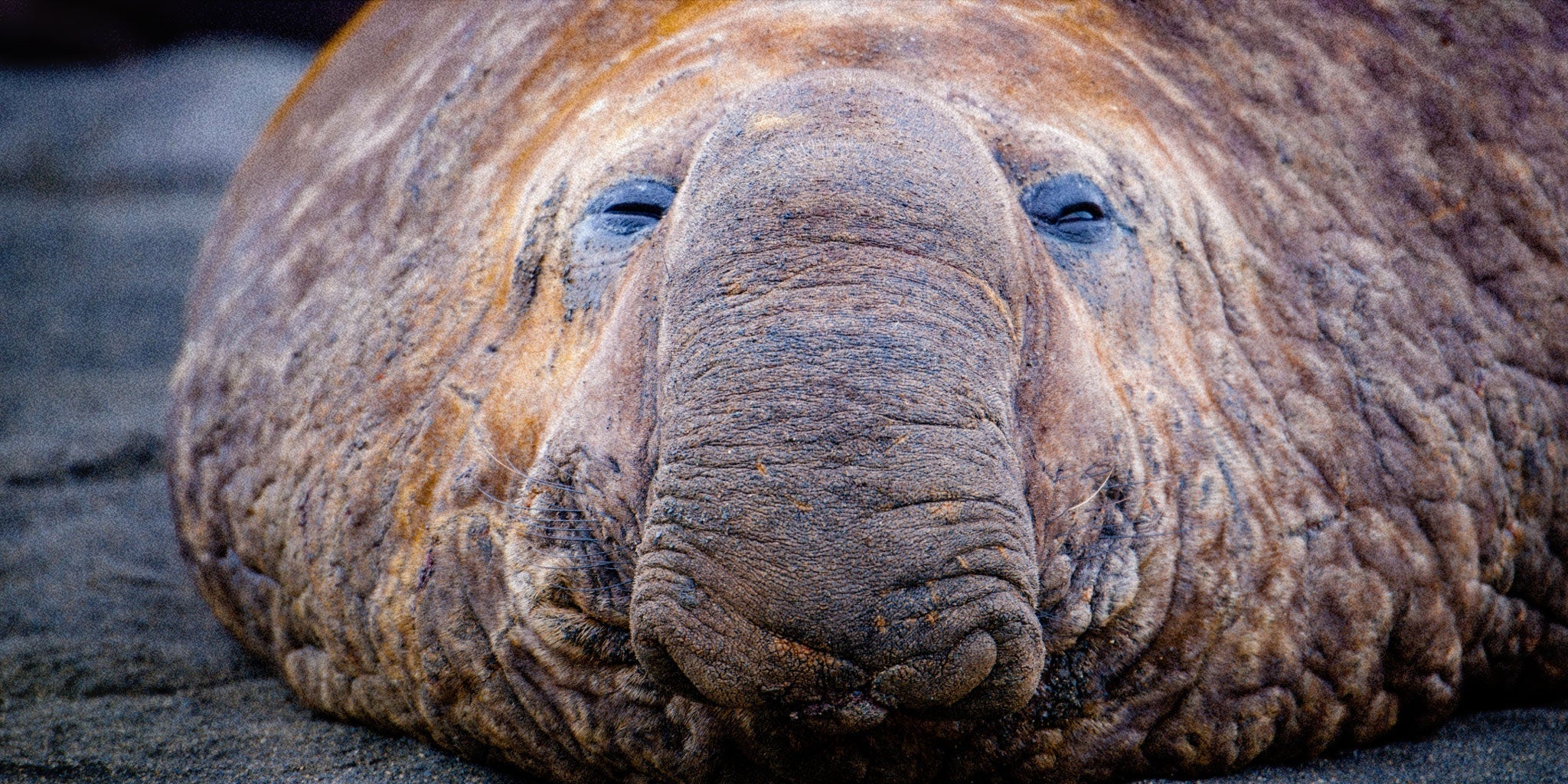 The Naturalist Guide to the Northern Elephant Seal