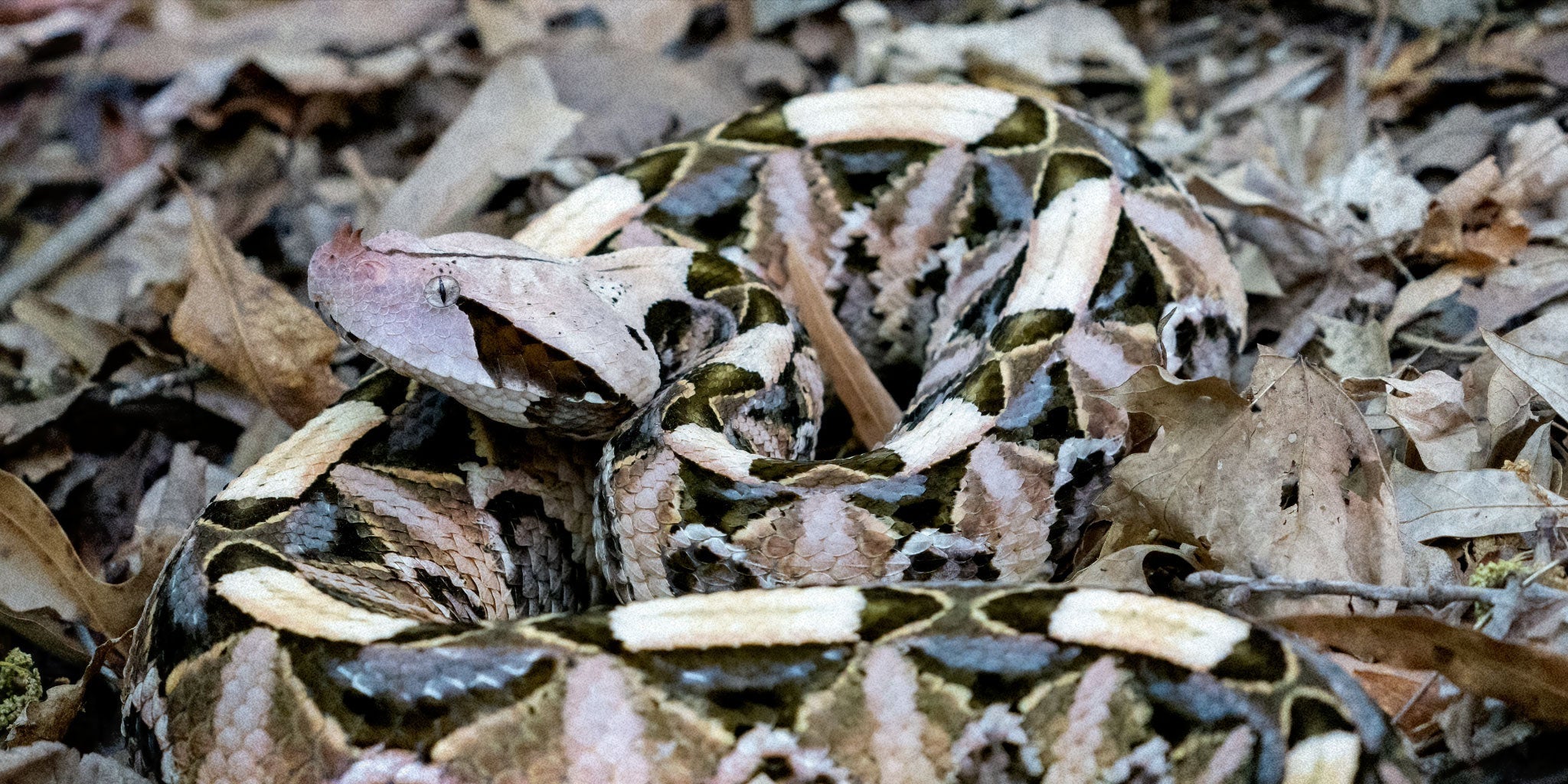 The Naturalist Guide to the Gaboon Viper
