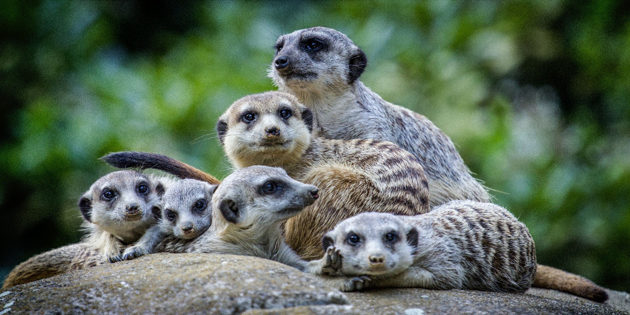 The Naturalist Guide to the Meerkat
