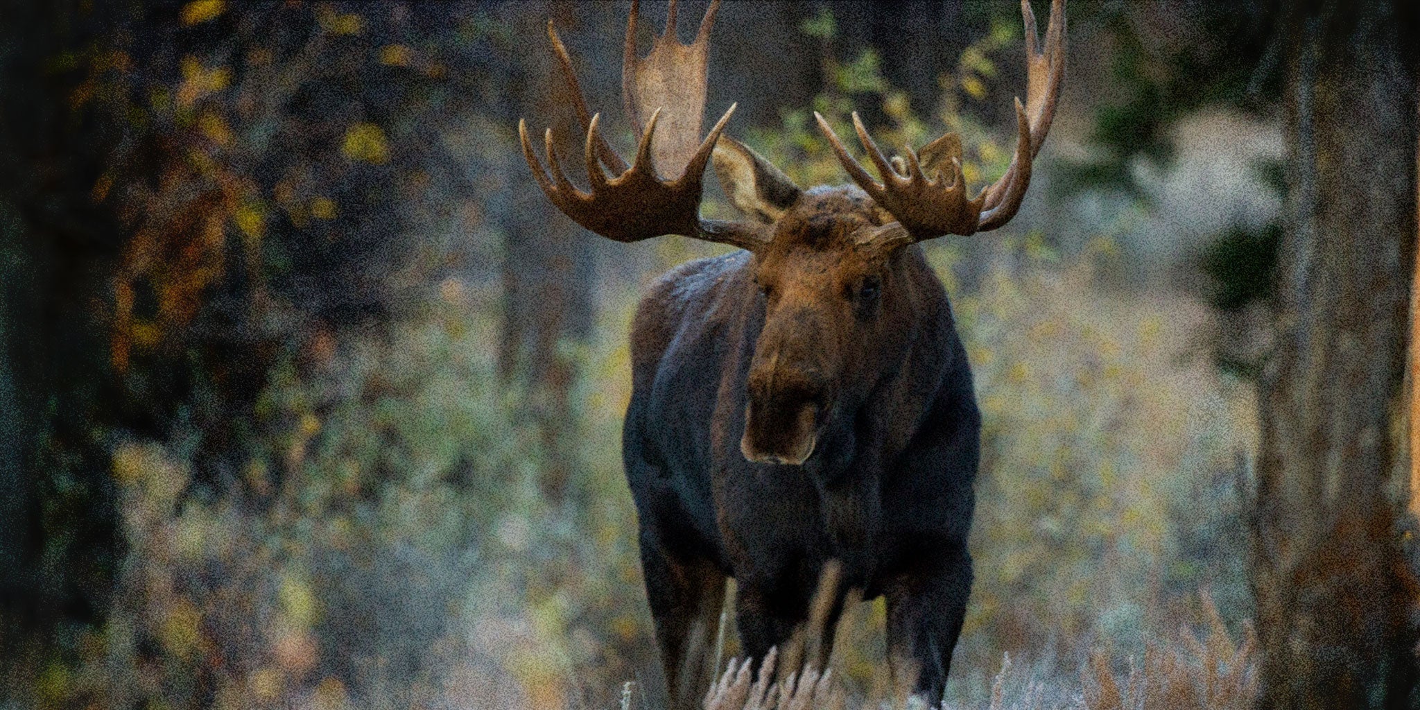 The Naturalist Guide to the Moose
