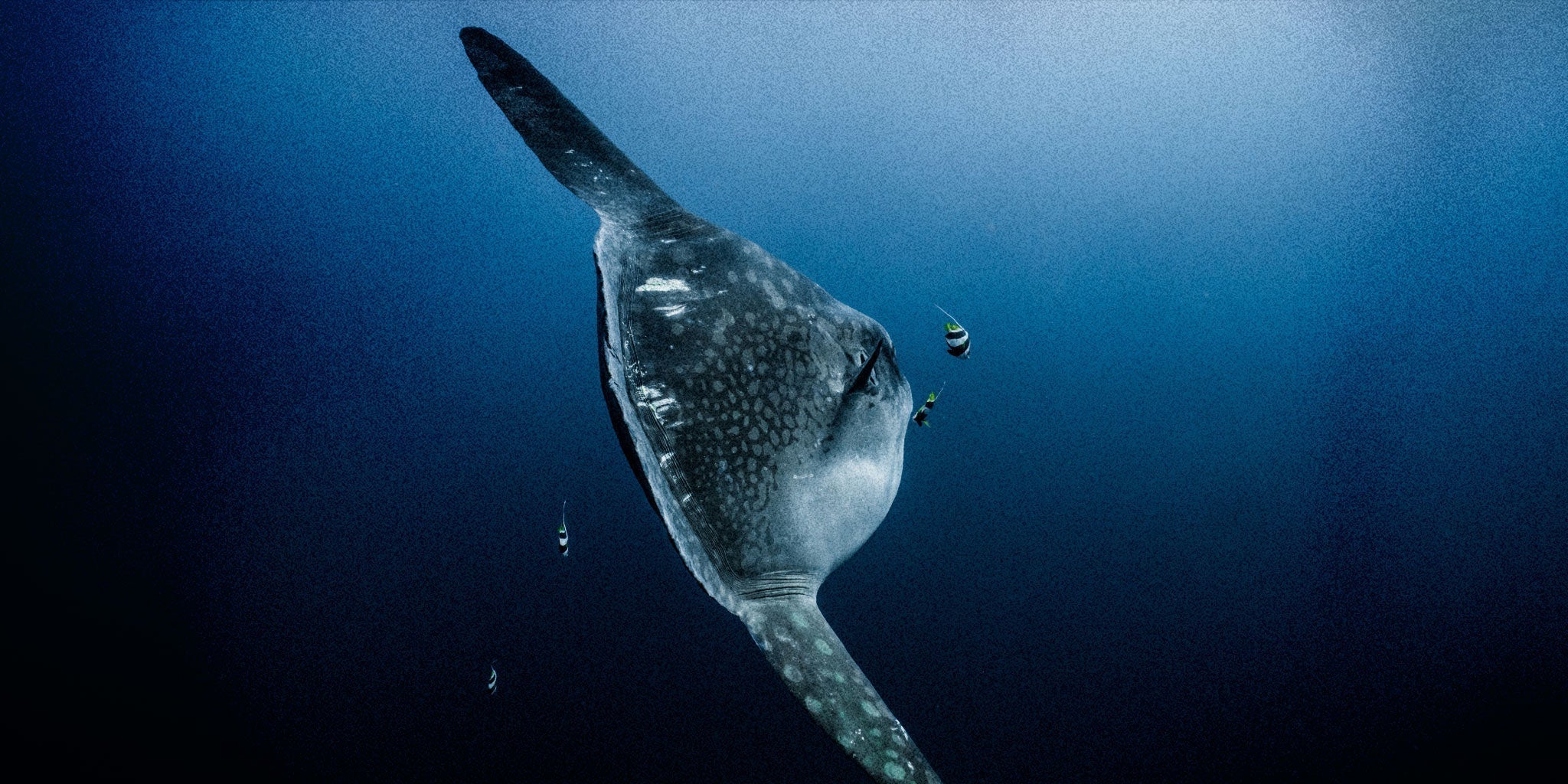 The Naturalist Guide to the Ocean Sunfish