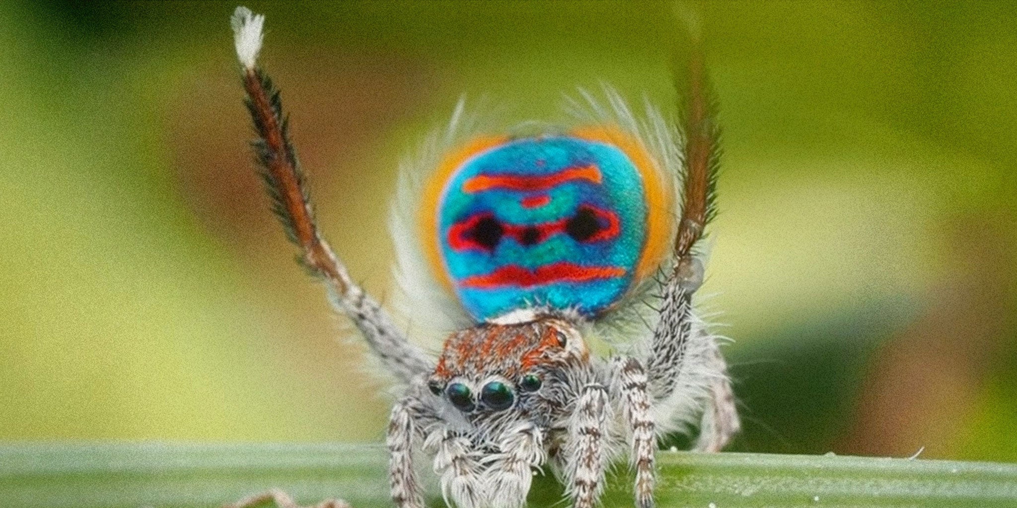 The Naturalist Guide to the Peacock Spider