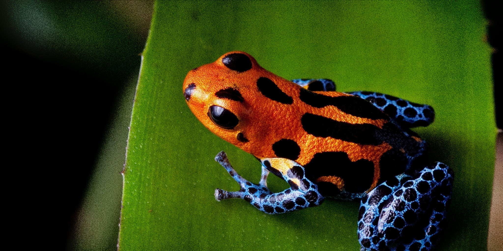 The Naturalist Guide to Poison Dart Frogs