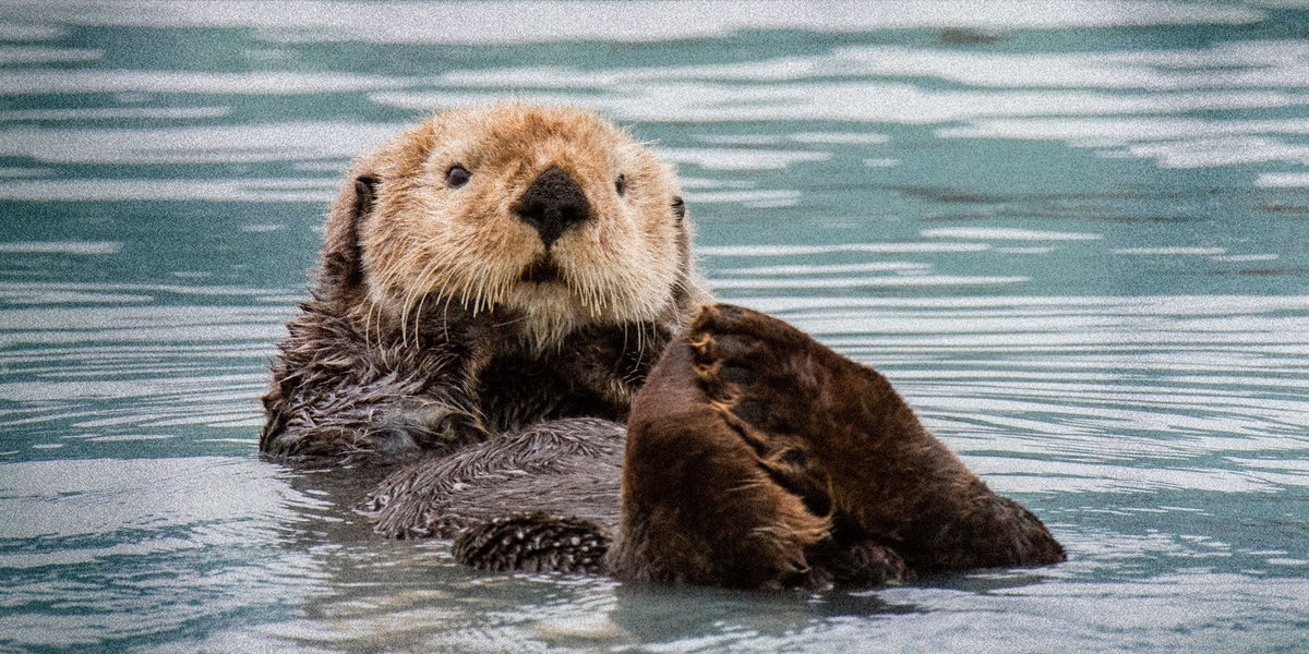Sea Otter floating on its back in a kelp forest
