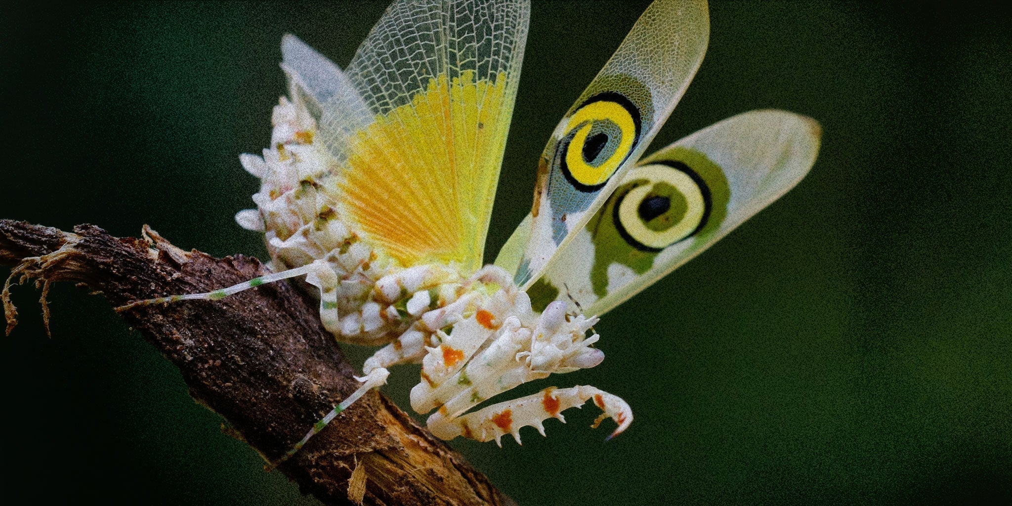 The Naturalist Guide to the Spiny Flower Mantis