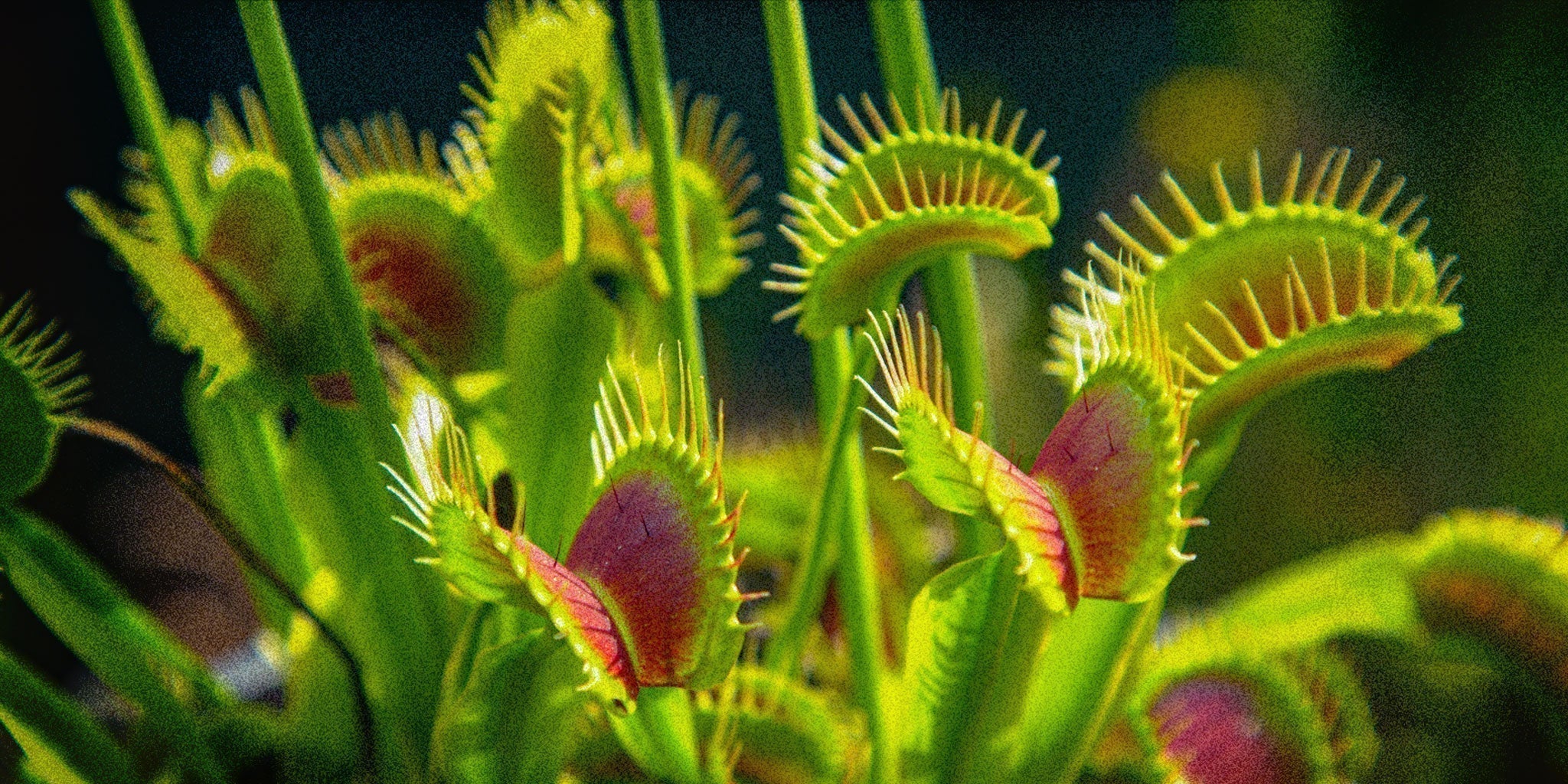 The Naturalist Guide to the Venus Flytrap