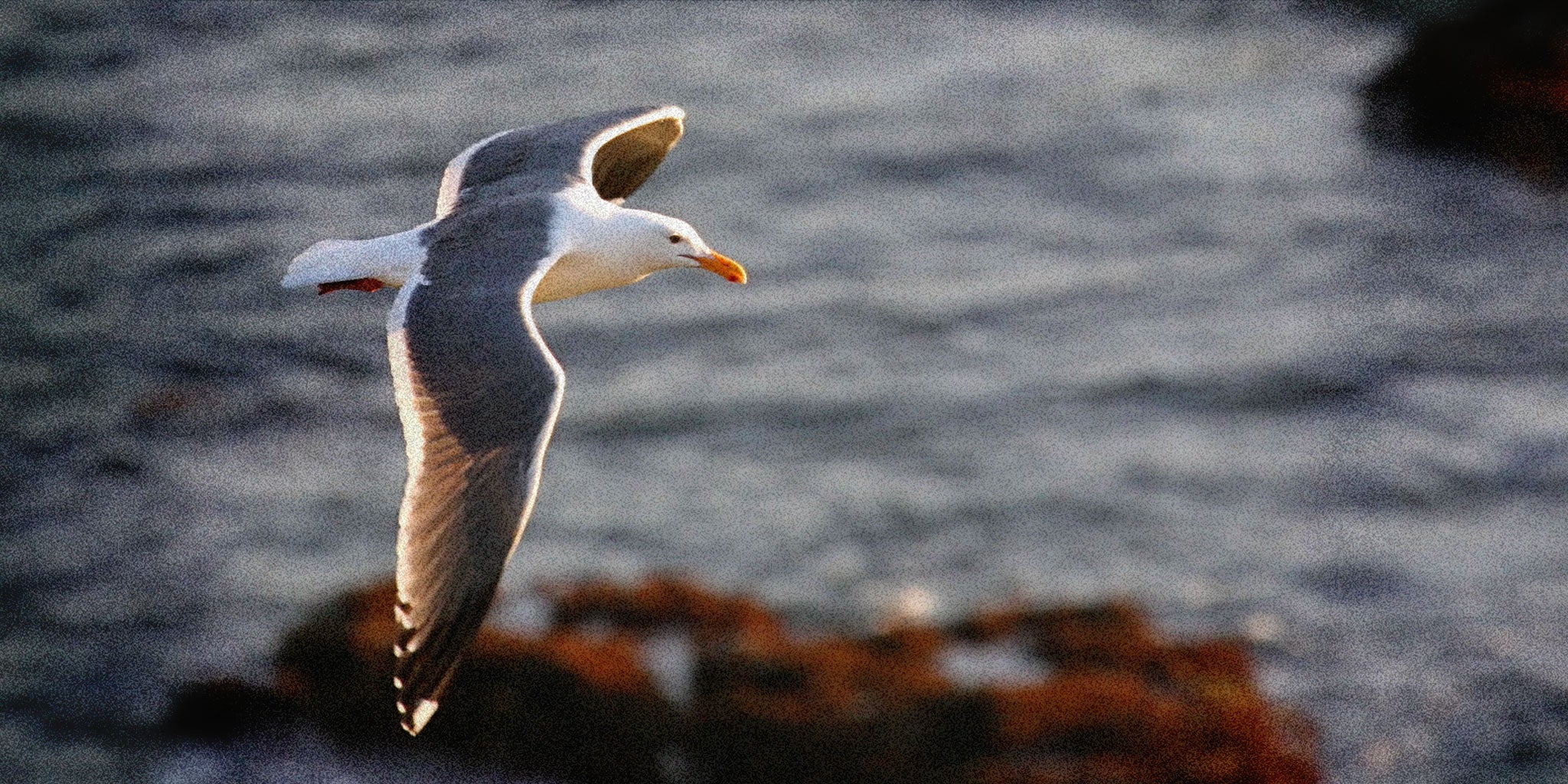 The Naturalist Guide to the Western Gull