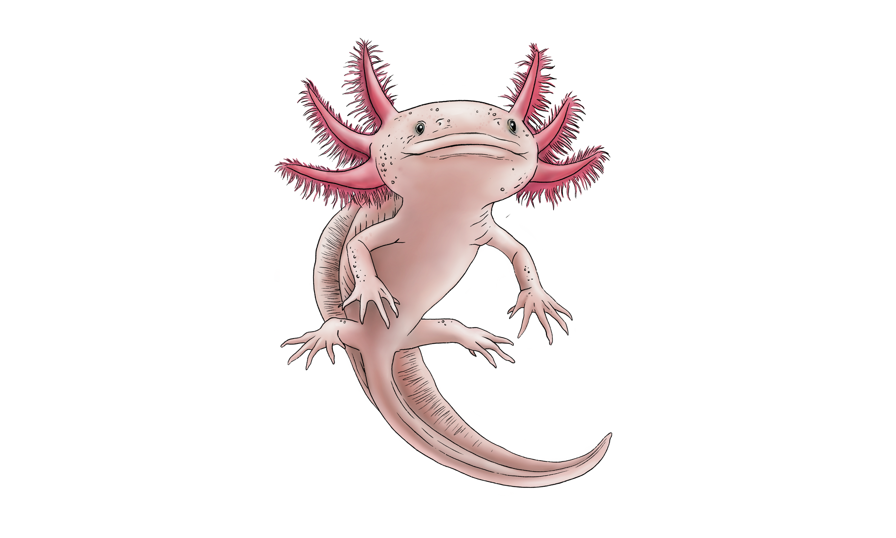 Axoloti Illustration