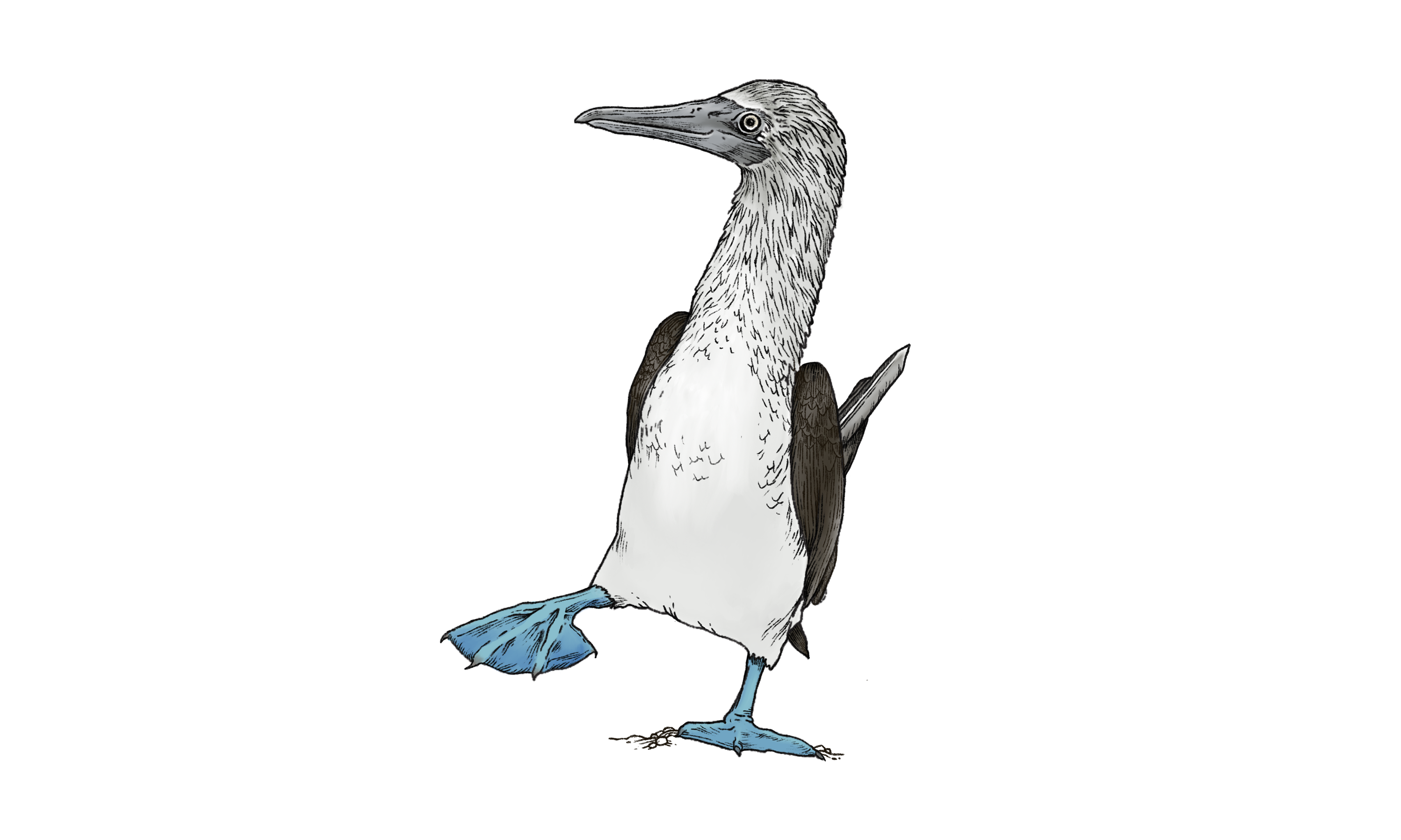 Blue-Footed Booby Illustration
