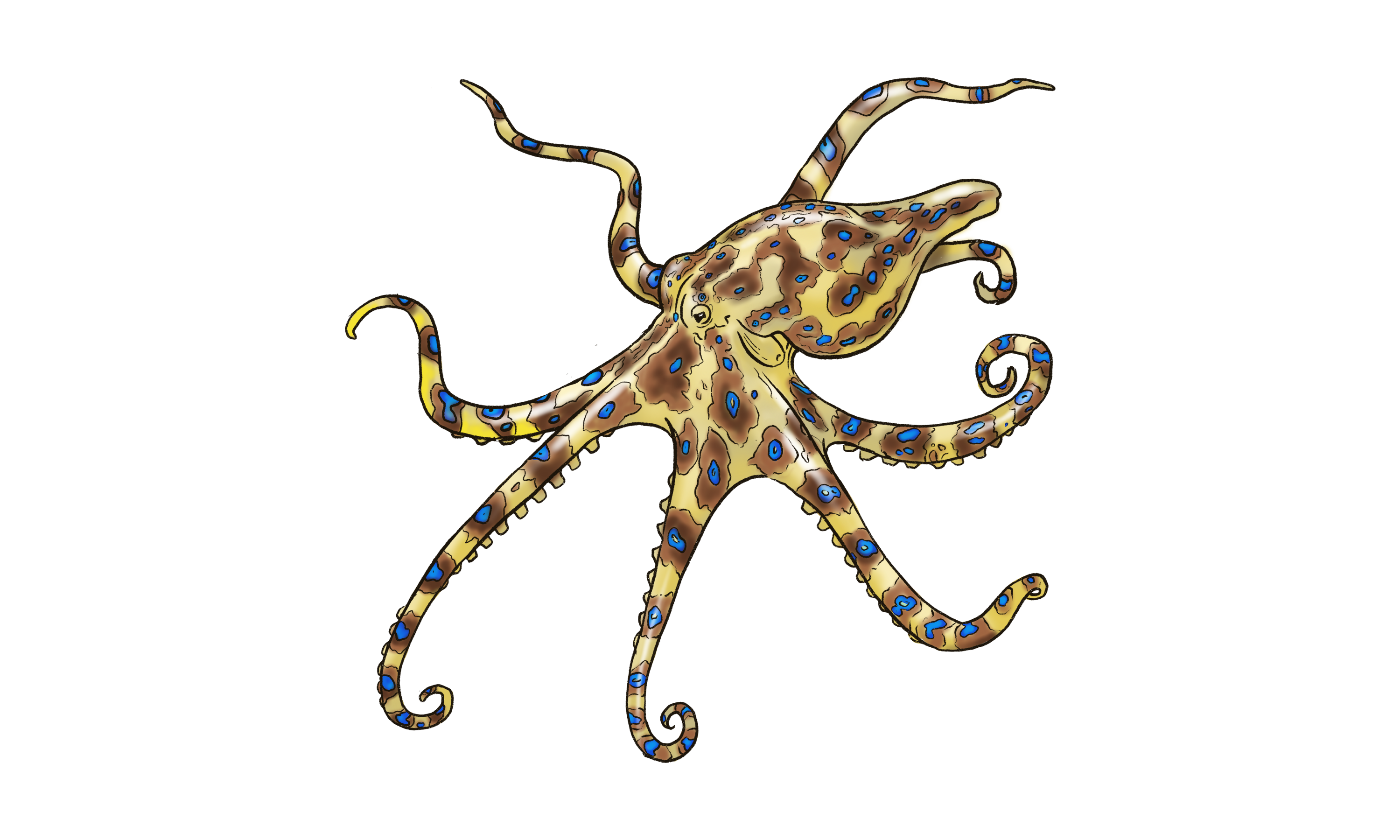 Blue Ringed Octopus Illustration