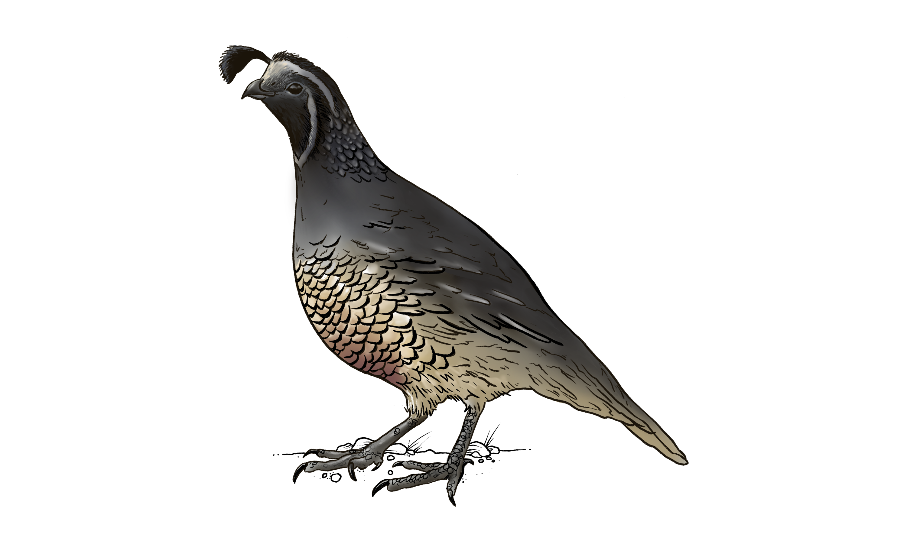 California Quail Illustration