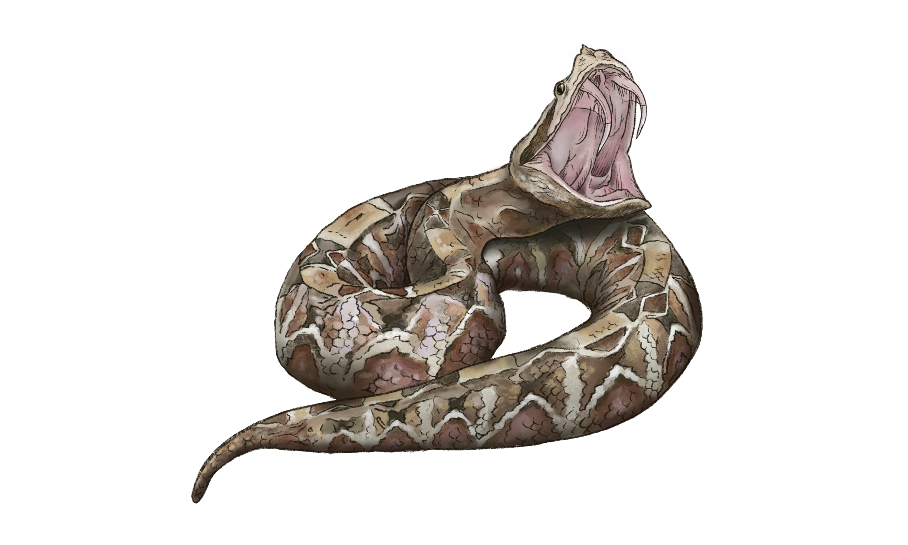 Gaboon Viper Illustration