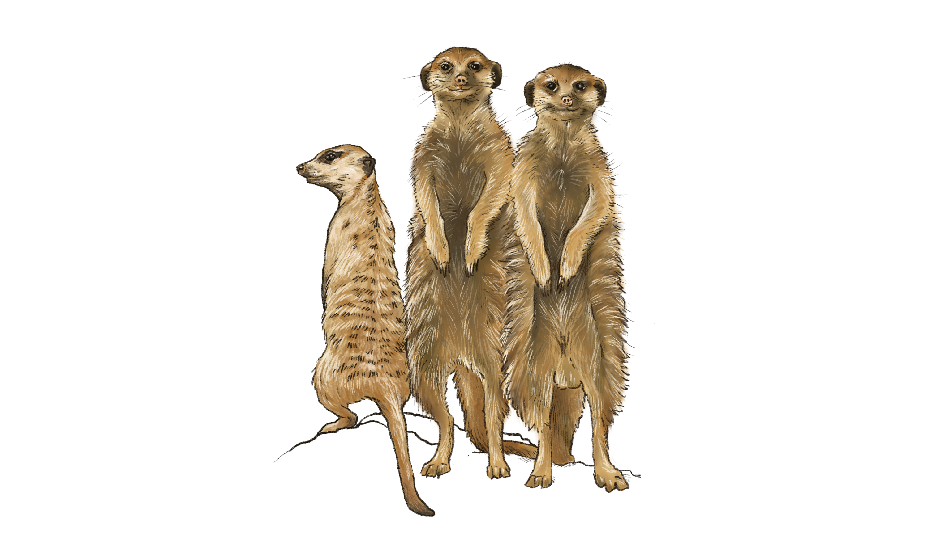 Meerkat Illustration
