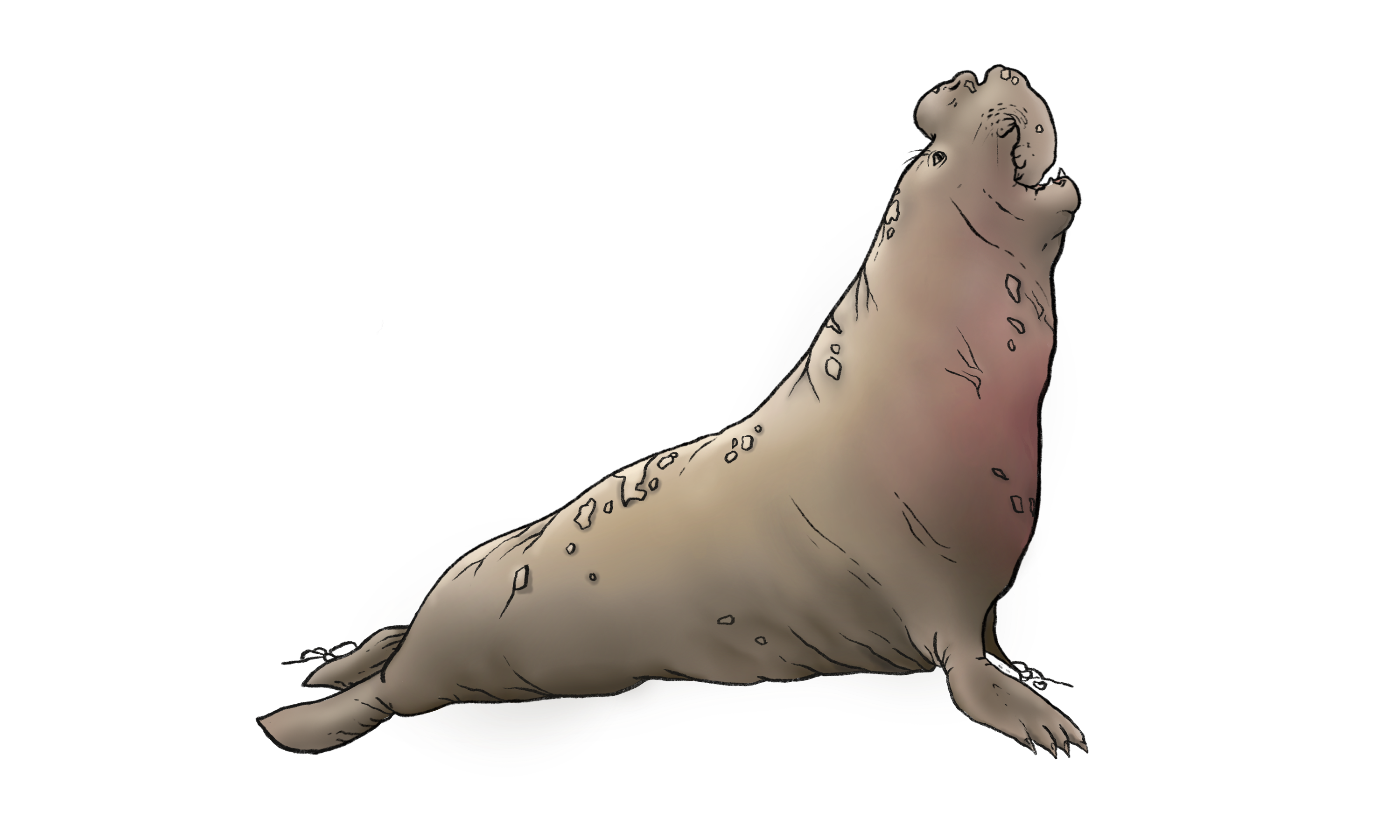 Northern Elephant Seal Illustration