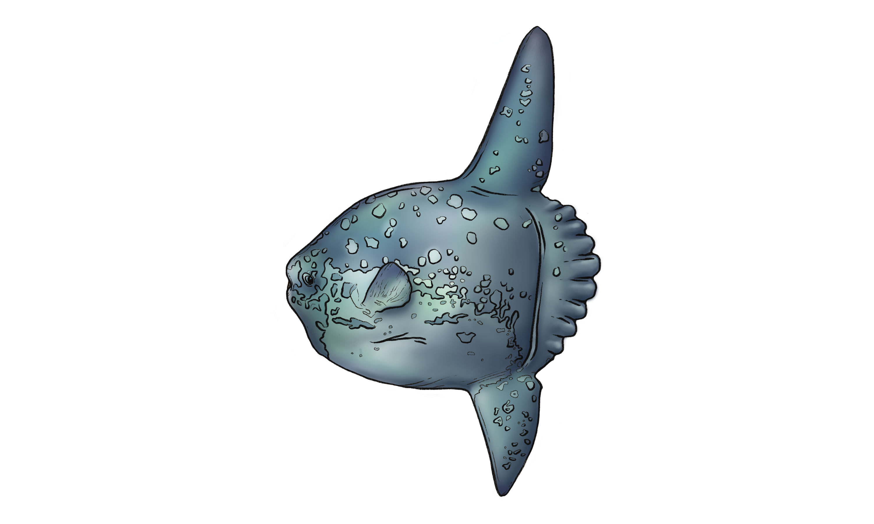 Ocean Sunfish Illustration