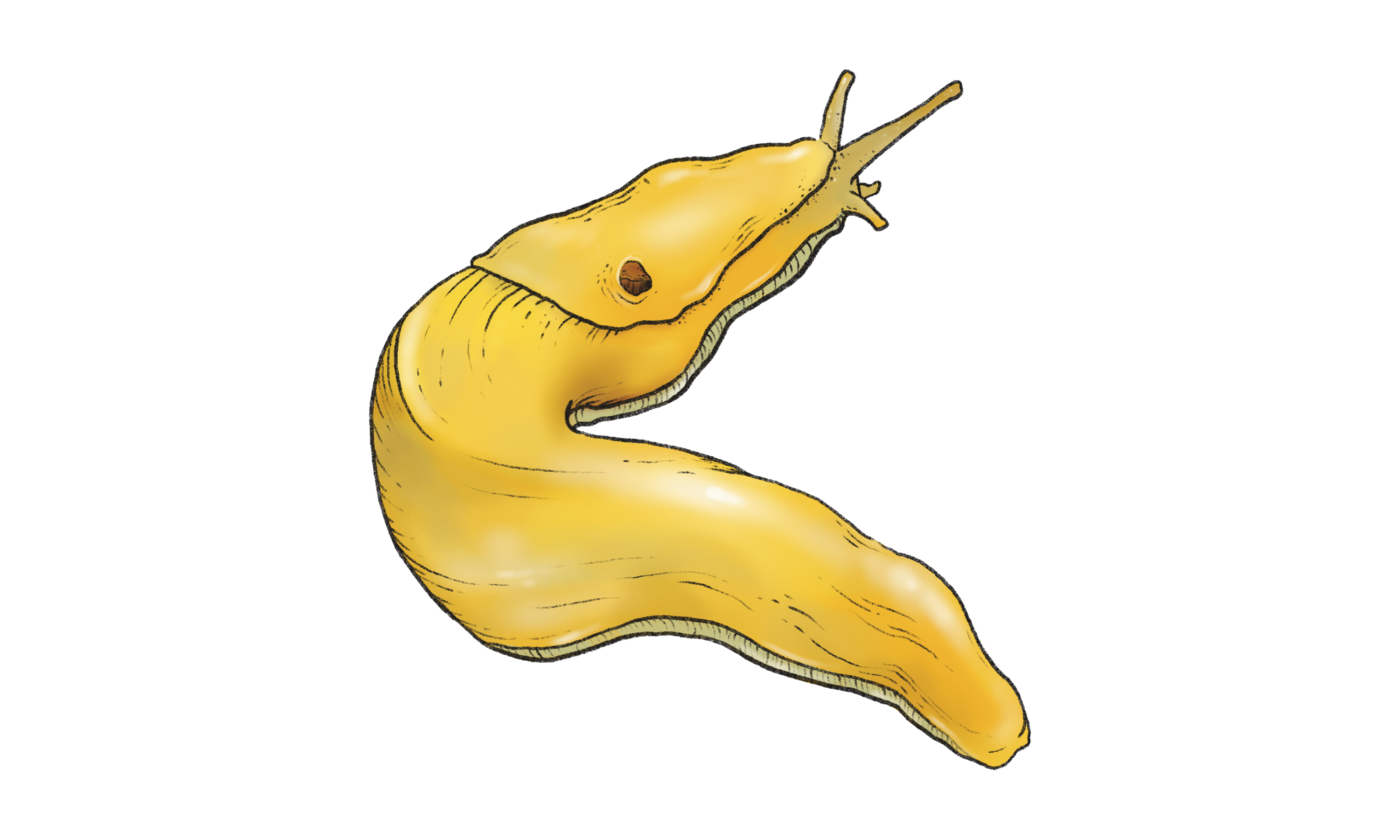 Pacific Banana Slug Illustration