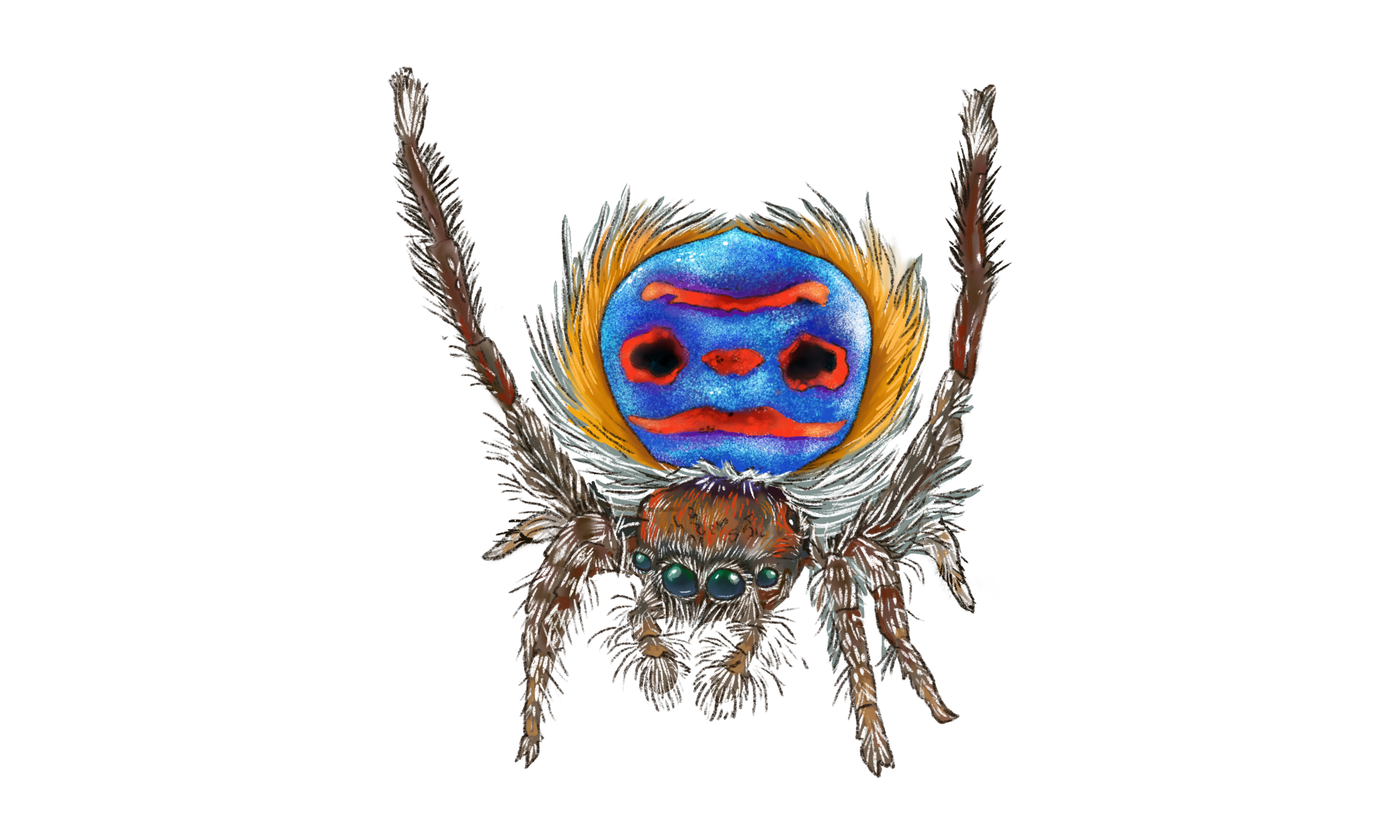 Peacock Spider Illustration