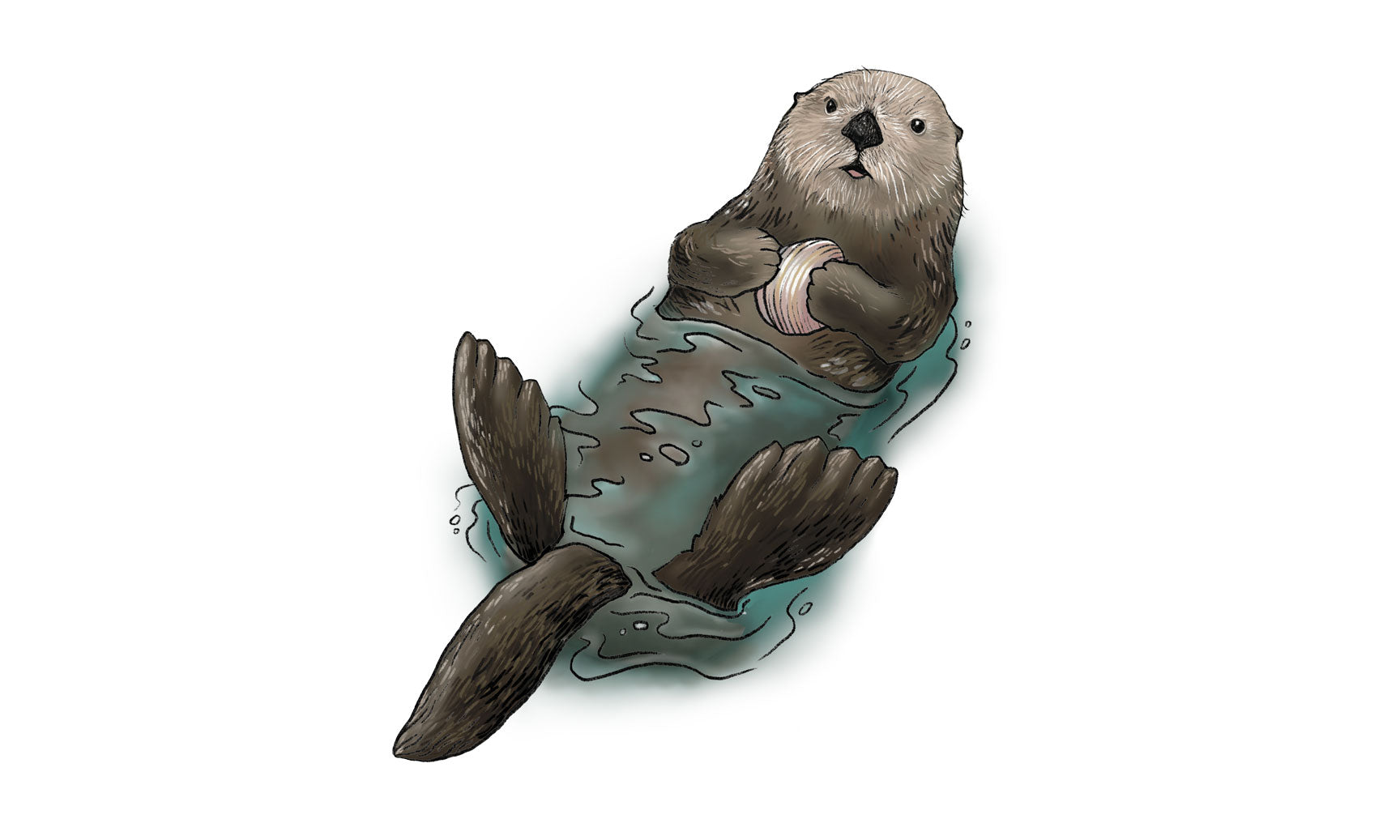 Sea Otter