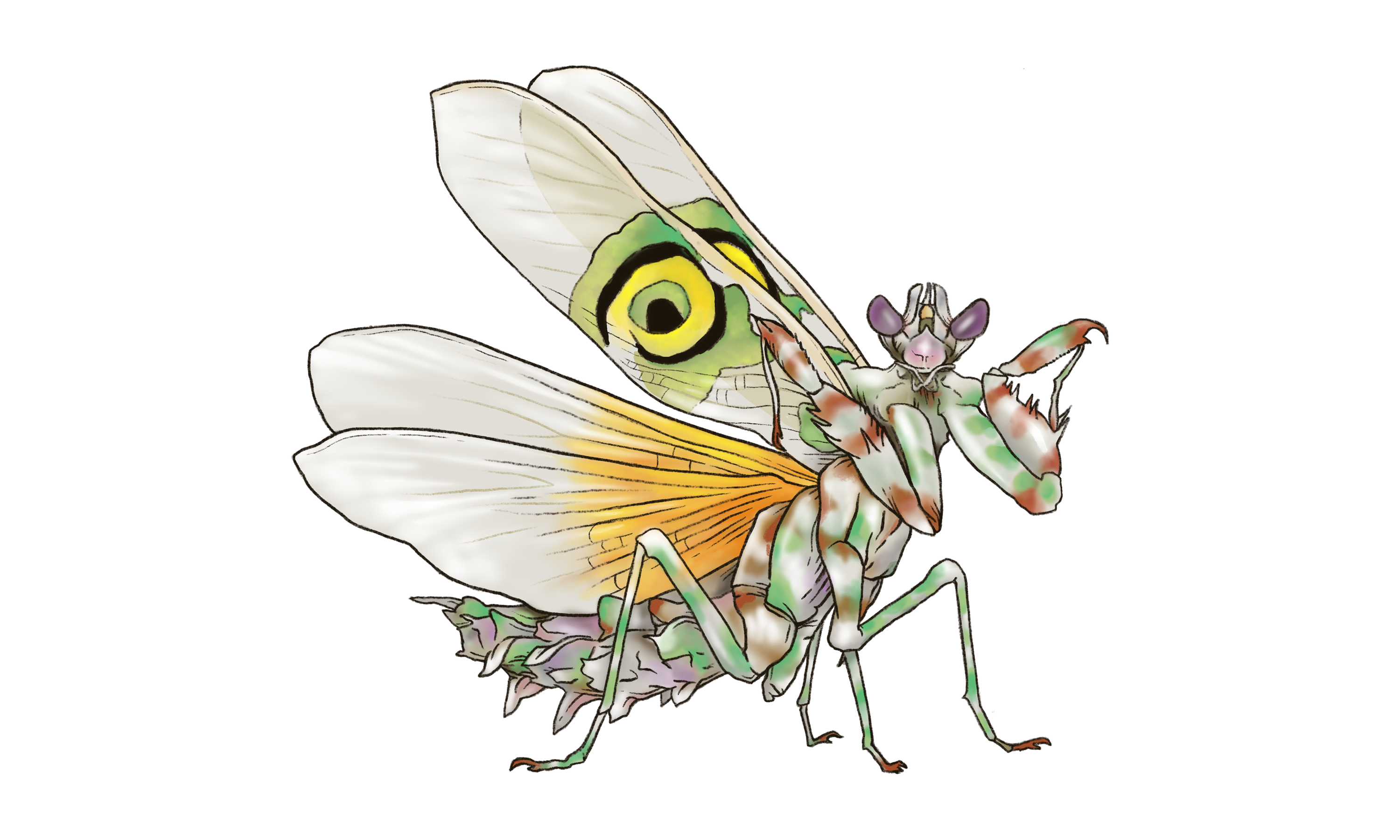 Spiny Flower Mantis Illustration