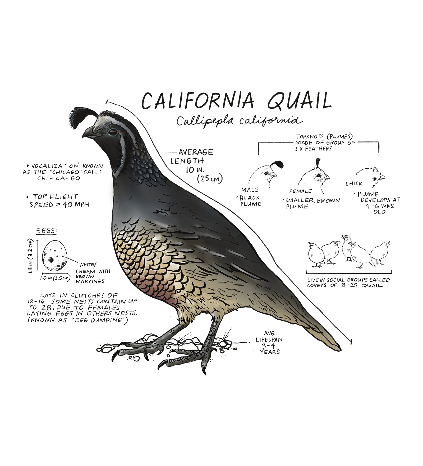 Illustration of a California quail with scientific labels on a white background