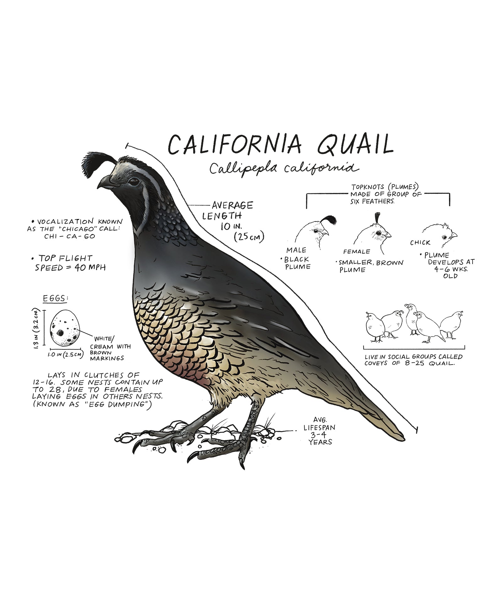 Illustration of a California quail with scientific labels on a white background