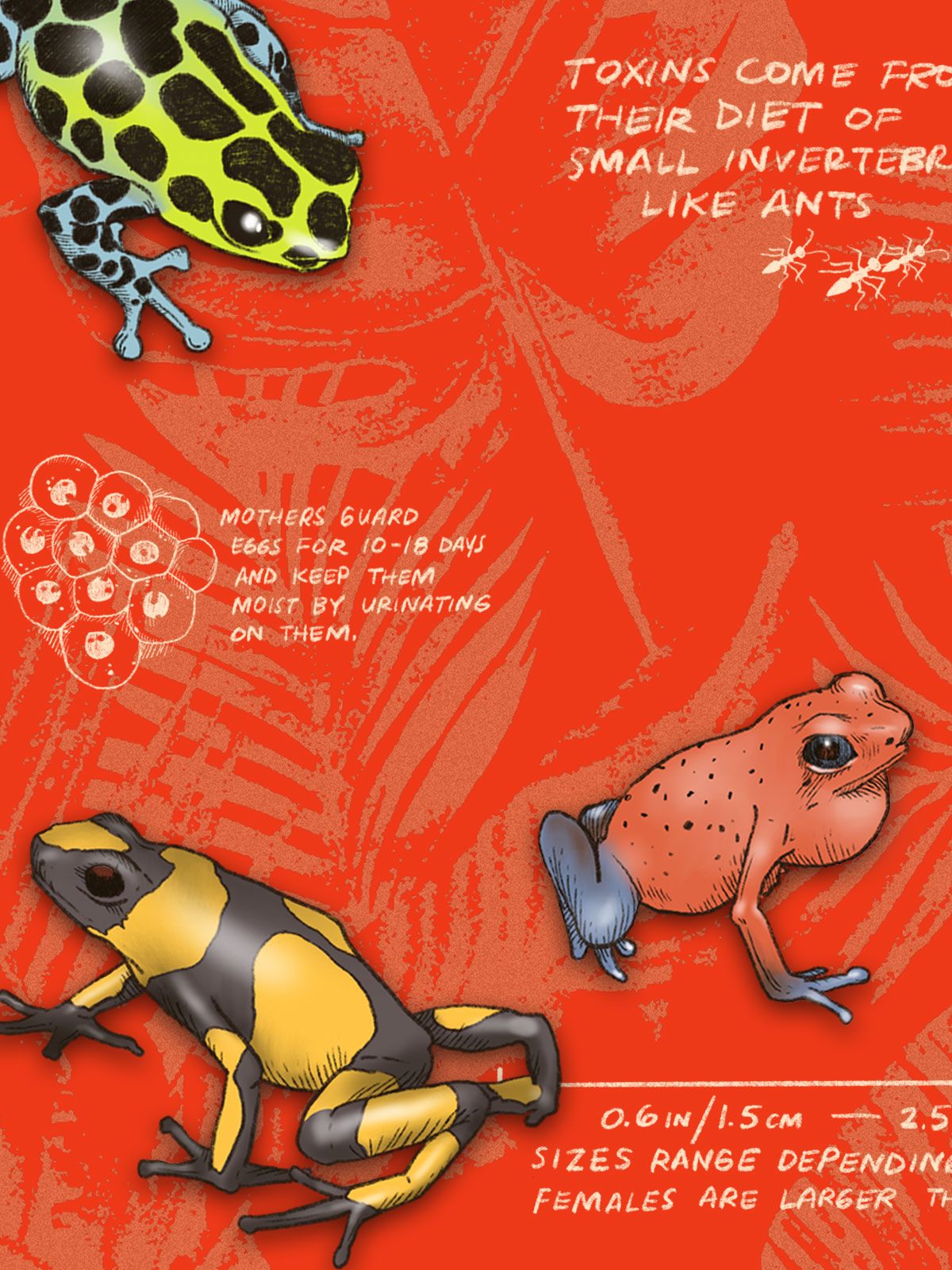 Illustration of poison dart frogs with text on a red background