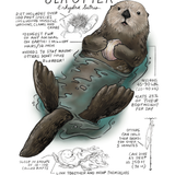 Illustration of a sea otter with information about its diet, fur density, and other characteristics.