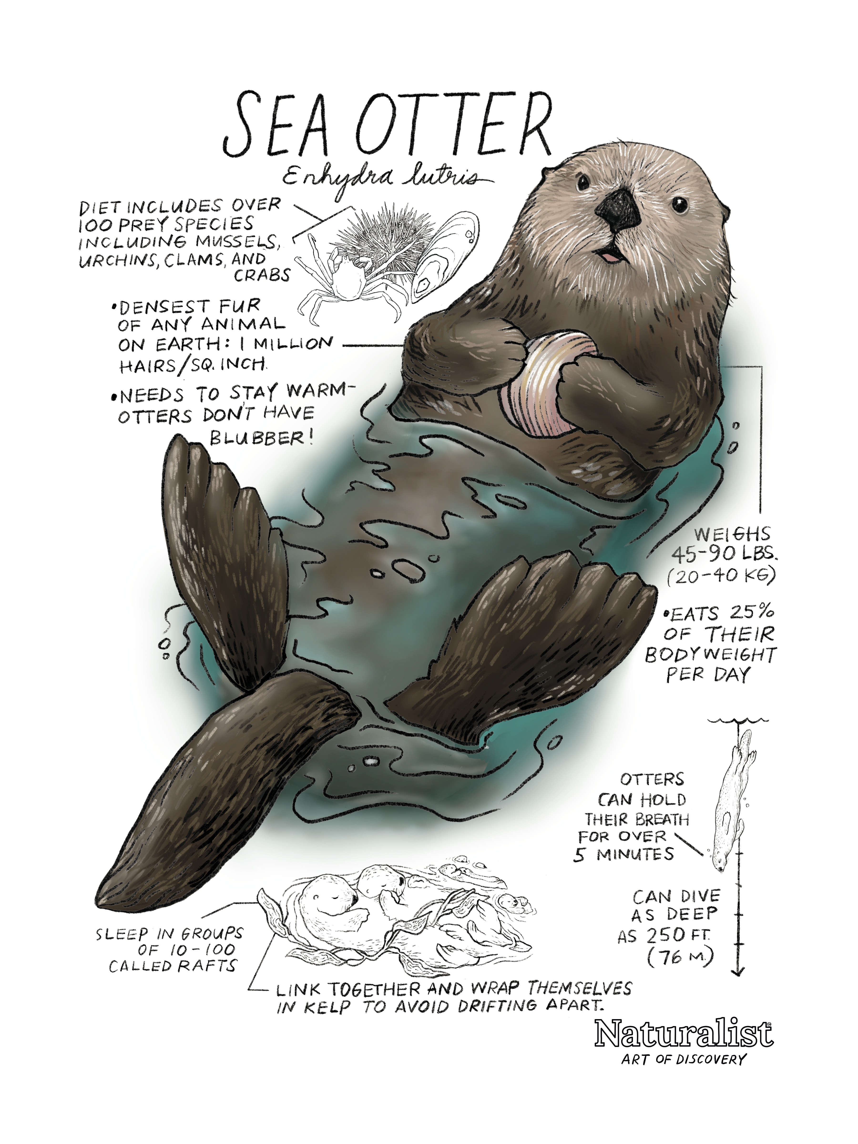 Illustration of a sea otter with information about its diet, fur density, and other characteristics.