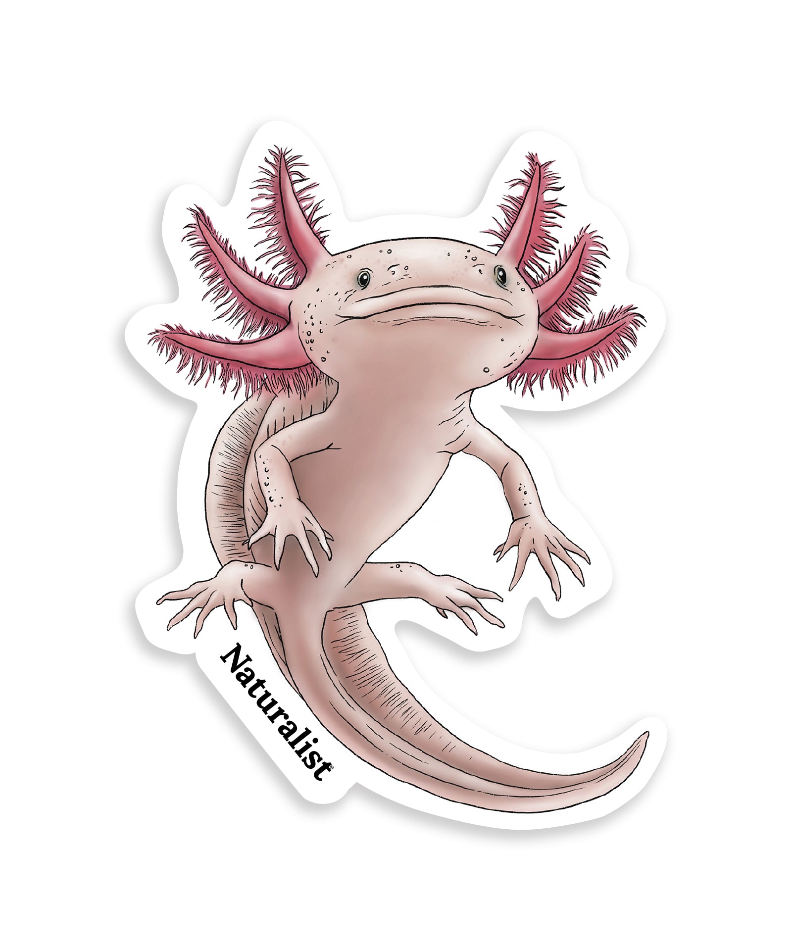 Sticker of an axolotl with 'Naturalist' text on a white background