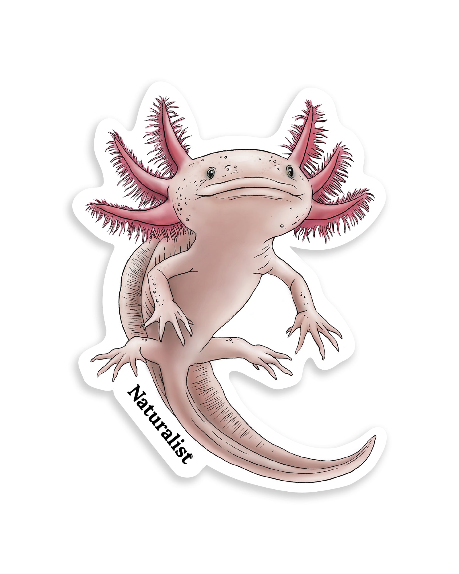 Sticker of an axolotl with 'Naturalist' text on a white background