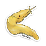 Yellow banana slug with 'Naturalist' text on a white background