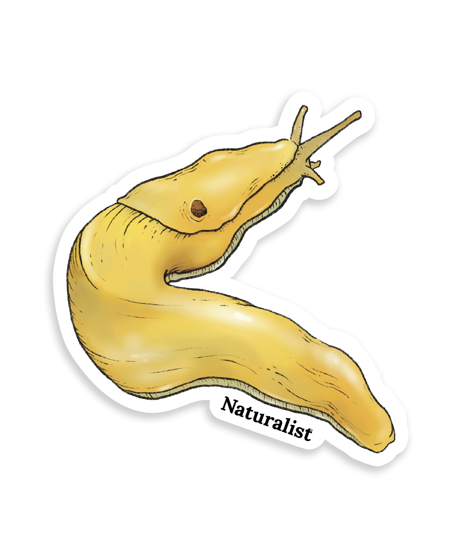Yellow banana slug with 'Naturalist' text on a white background