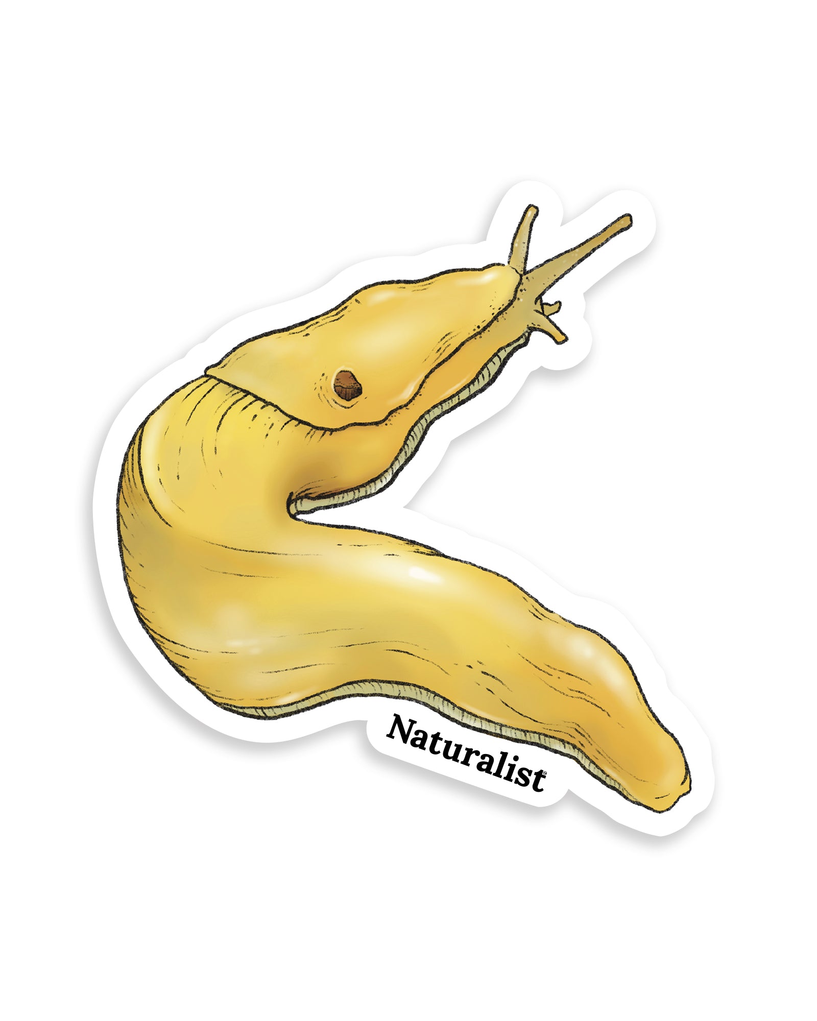 Yellow banana slug with 'Naturalist' text on a white background