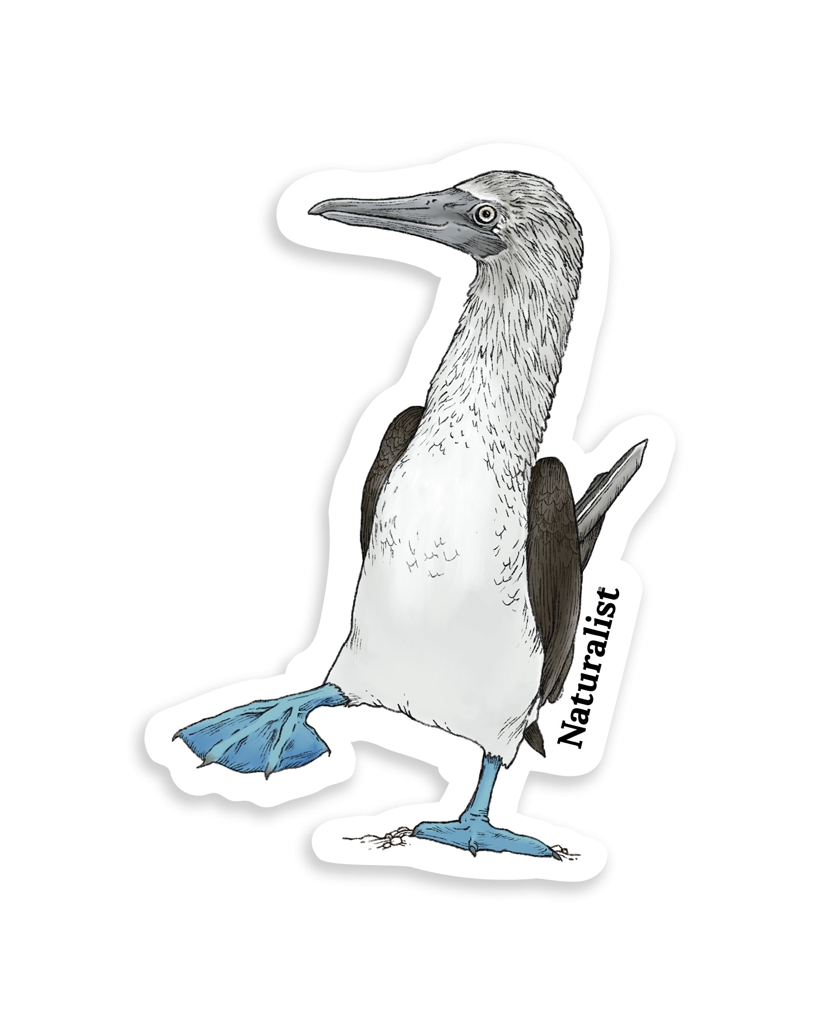 Sticker of a blue-footed booby bird with 'Naturalist' branding on a white background