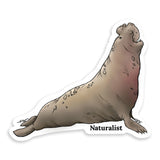 Sticker of a northern elephant seal with 'Naturalist' text on a white background