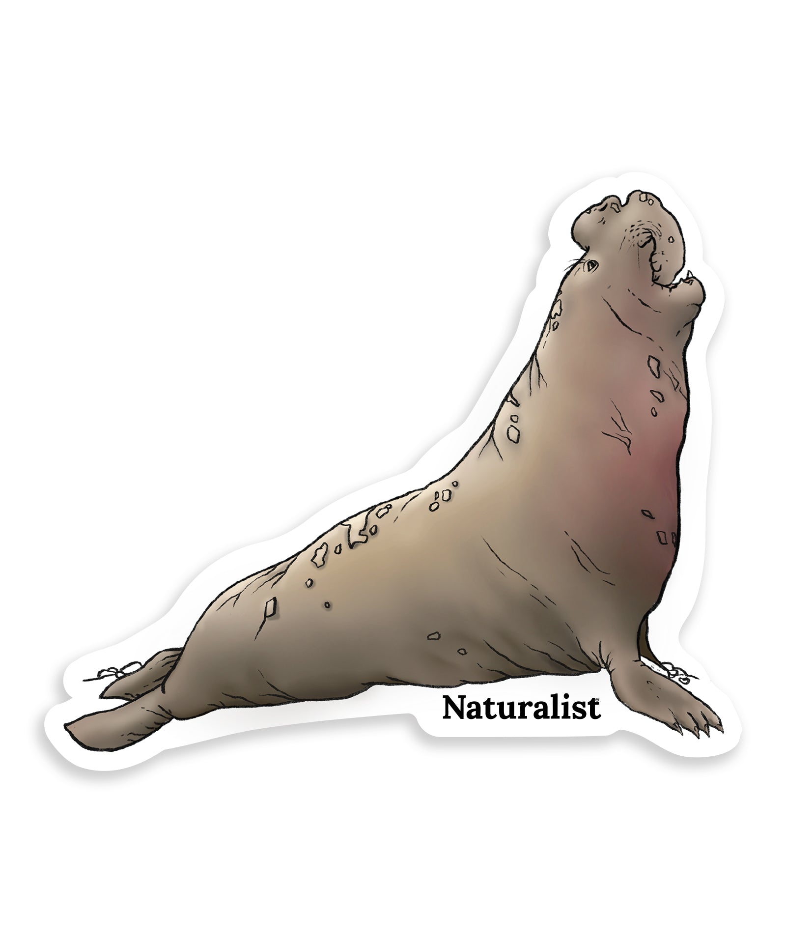 Sticker of a northern elephant seal with 'Naturalist' text on a white background