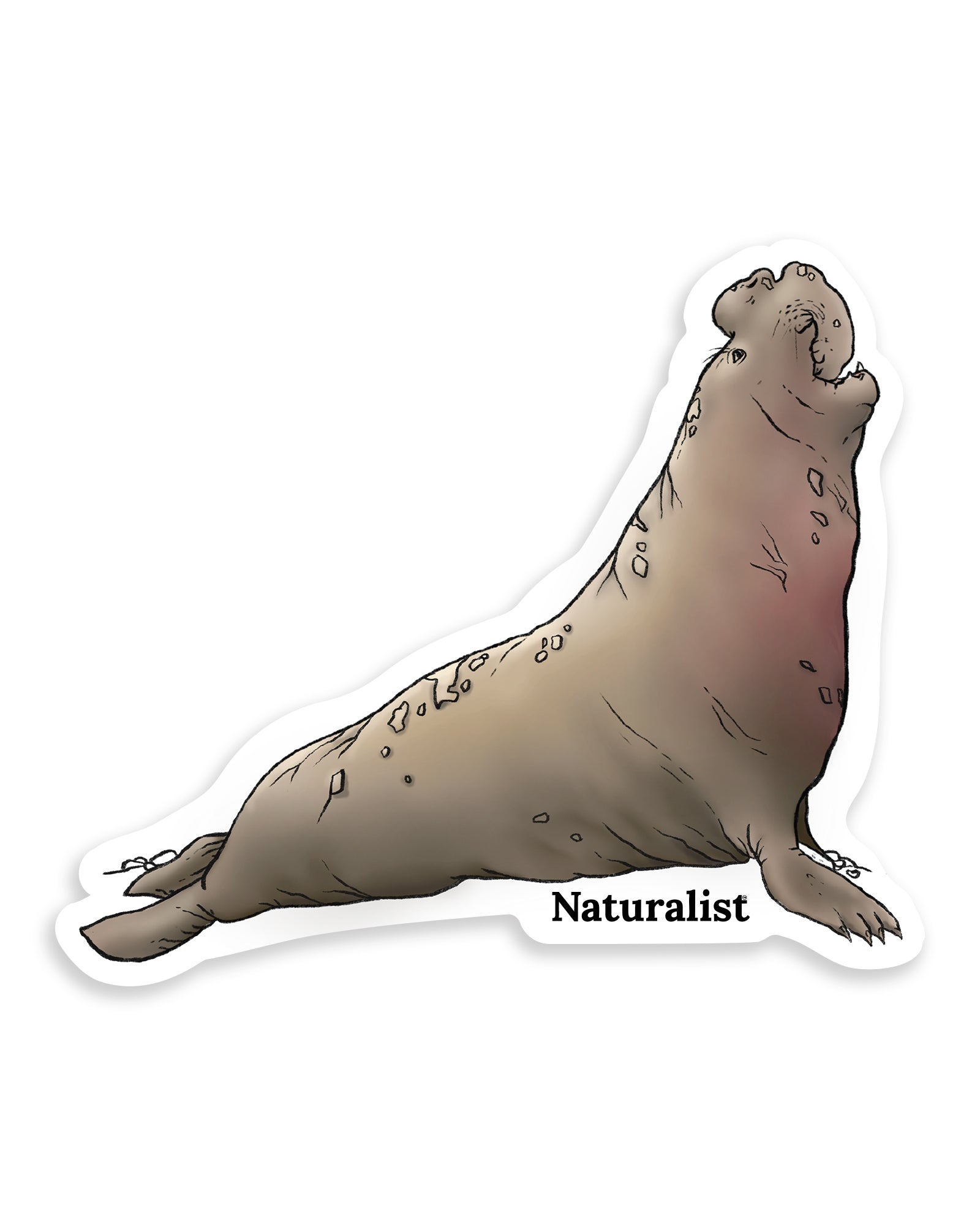 Sticker of a northern elephant seal with 'Naturalist' text on a white background