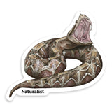 Sticker of a gaboon viper with open mouth on a white background, featuring the brand 'Naturalist'.