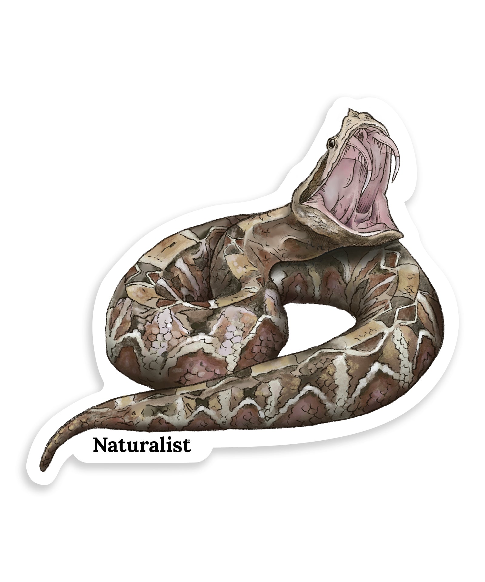 Sticker of a gaboon viper with open mouth on a white background, featuring the brand 'Naturalist'.