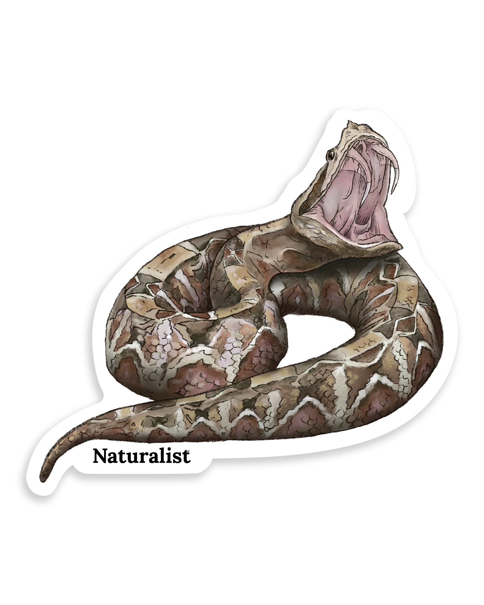 Sticker of a gaboon viper with open mouth on a white background, featuring the brand 'Naturalist'.