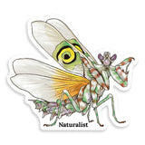 Illustration of a spiny flower mantis with colorful wings on a white background, featuring the word 'Naturalist'.