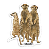 Sticker of three standing meerkats with 'Naturalist' text on a white background