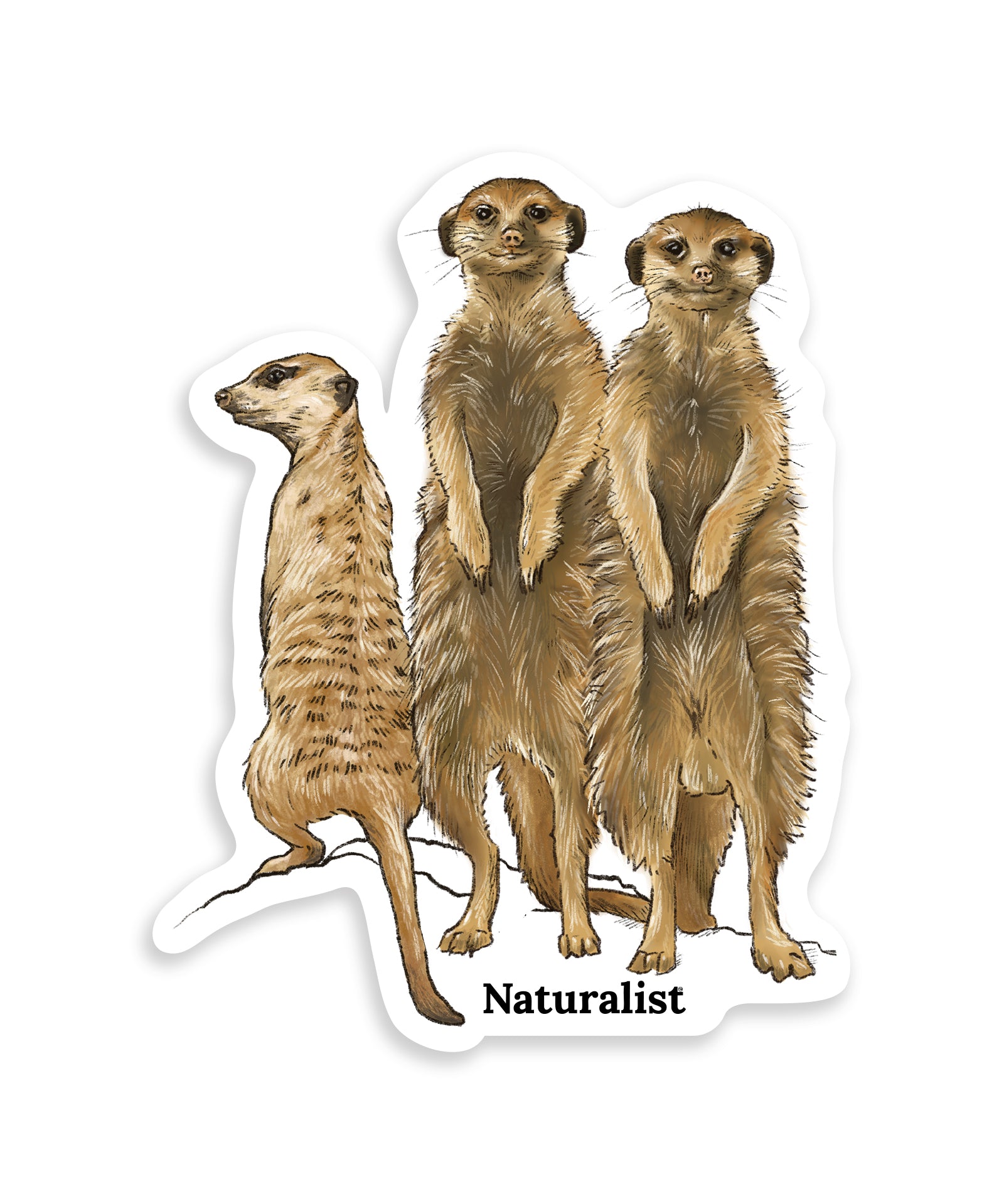 Sticker of three standing meerkats with 'Naturalist' text on a white background