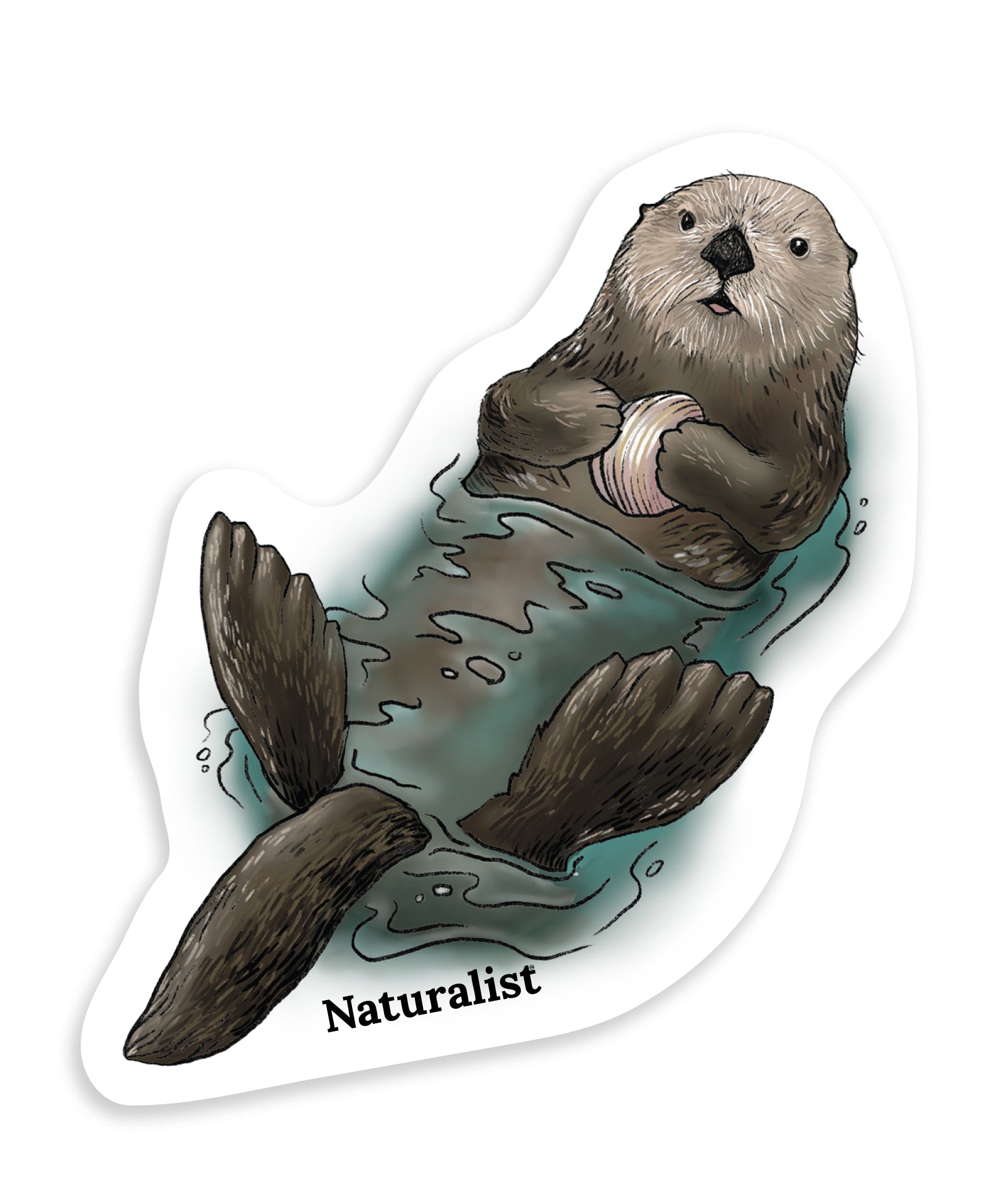 Naturalist sticker of a sea otter