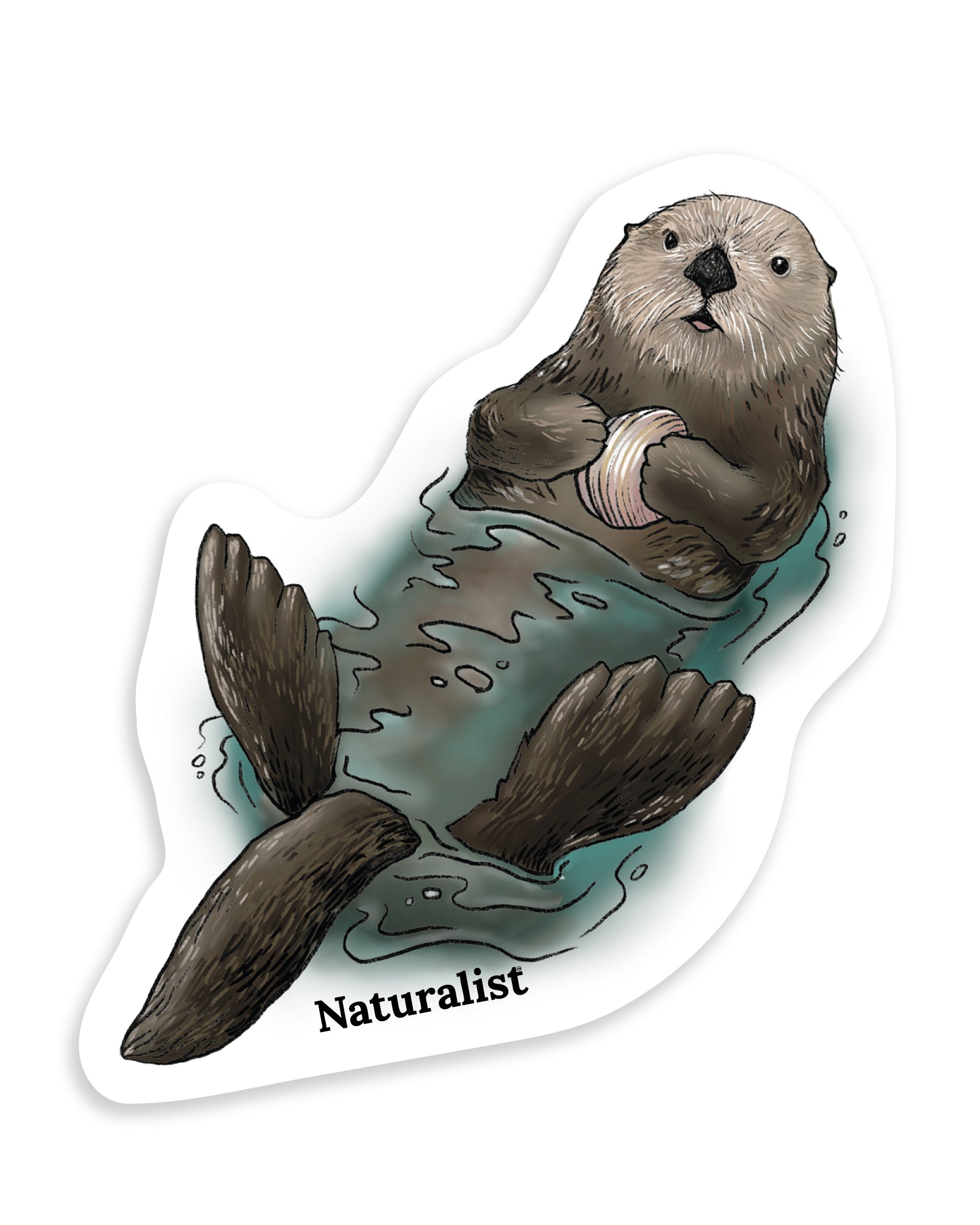 Naturalist sticker of a sea otter