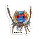 Colorful peacock spider illustration with 'Naturalist' text on a white background