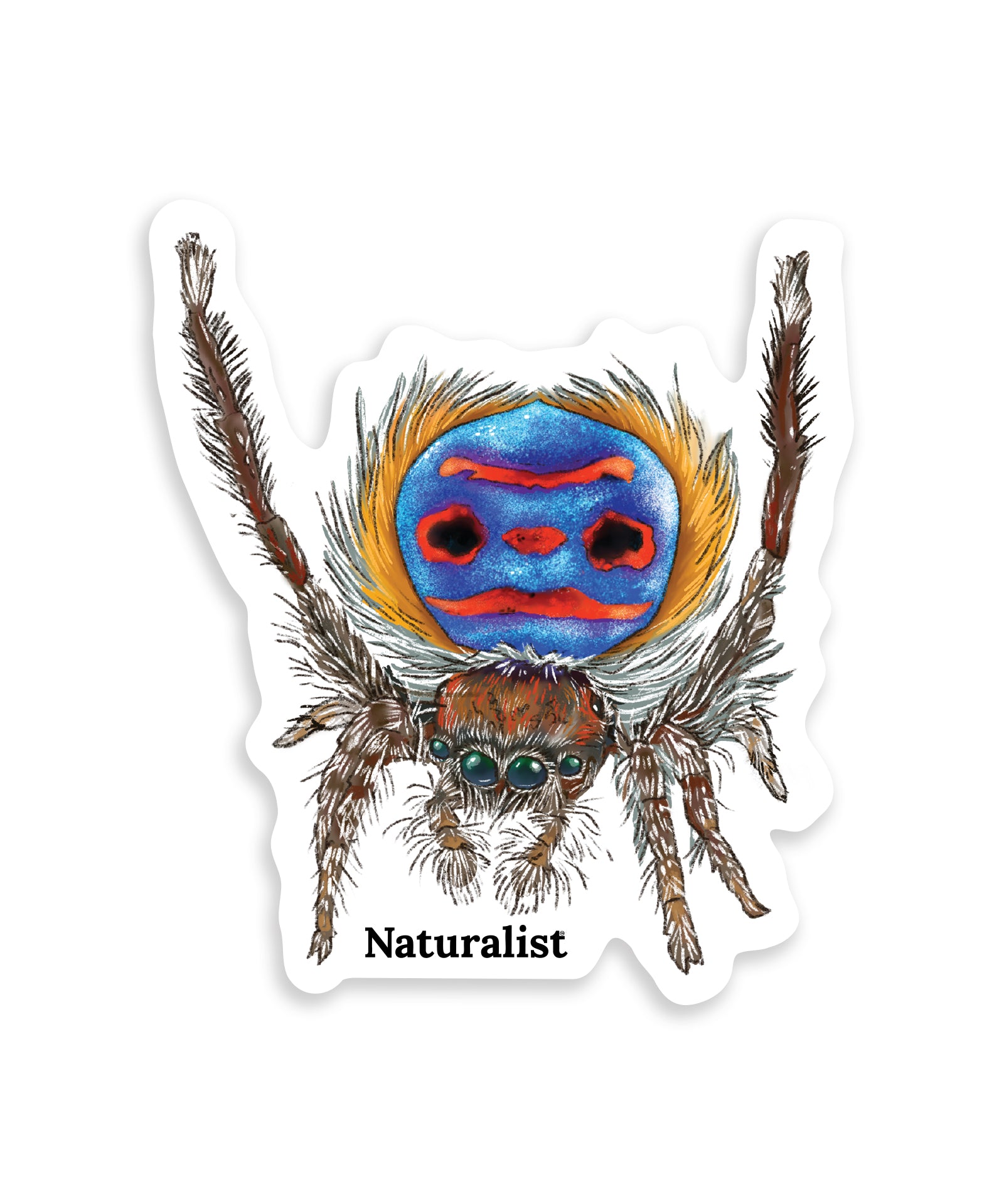 Colorful peacock spider illustration with 'Naturalist' text on a white background
